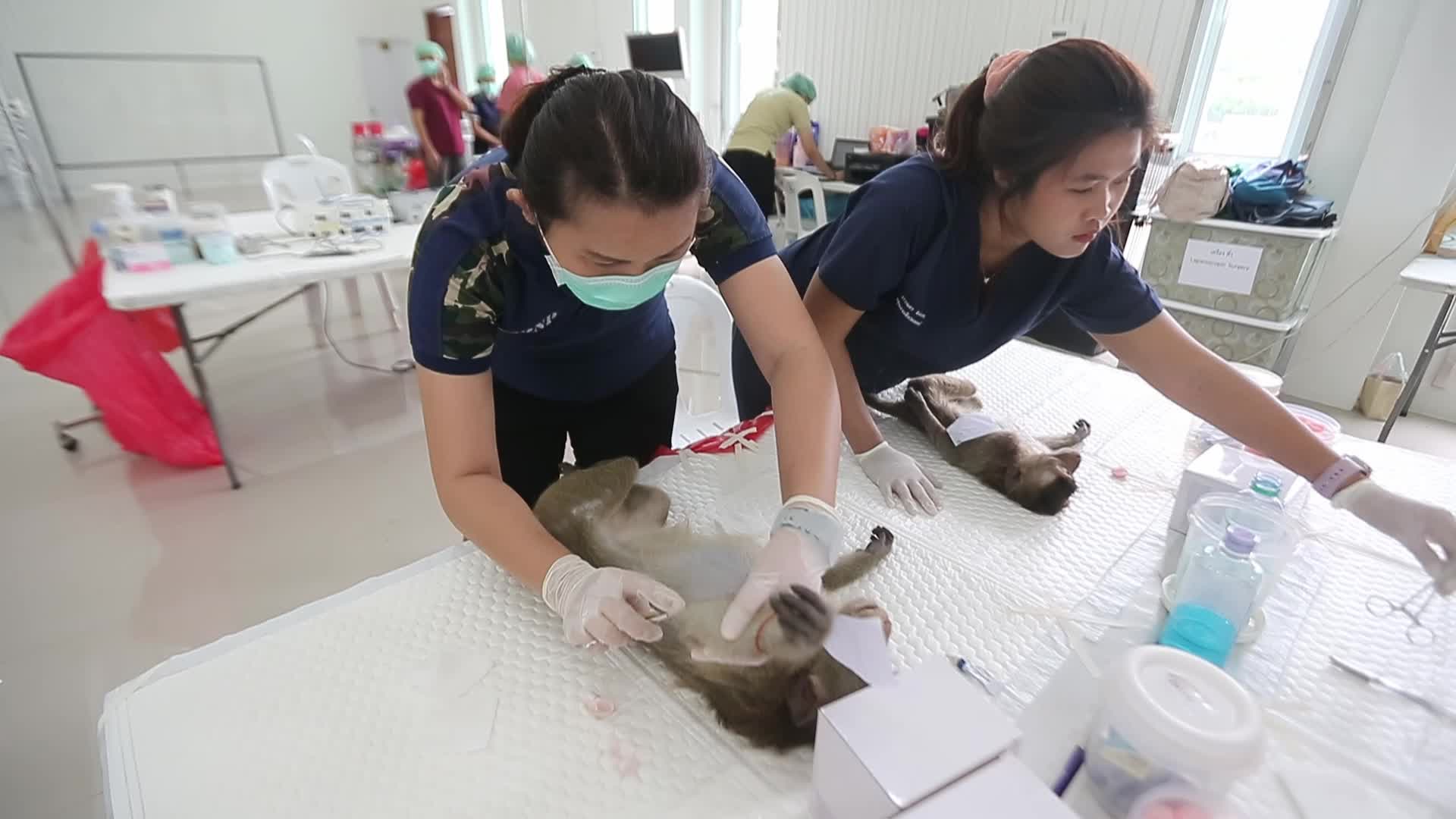 Monkey in Lopburi