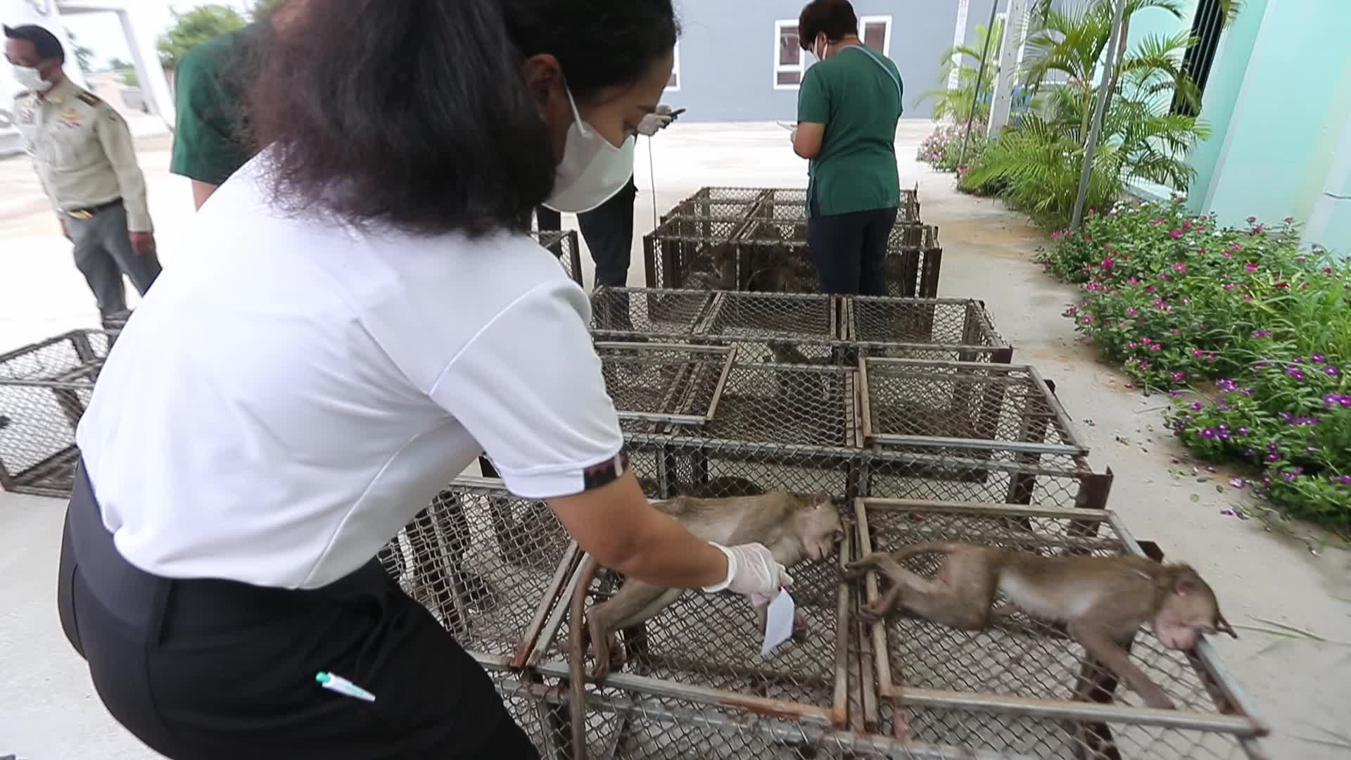 Monkey in Lopburi