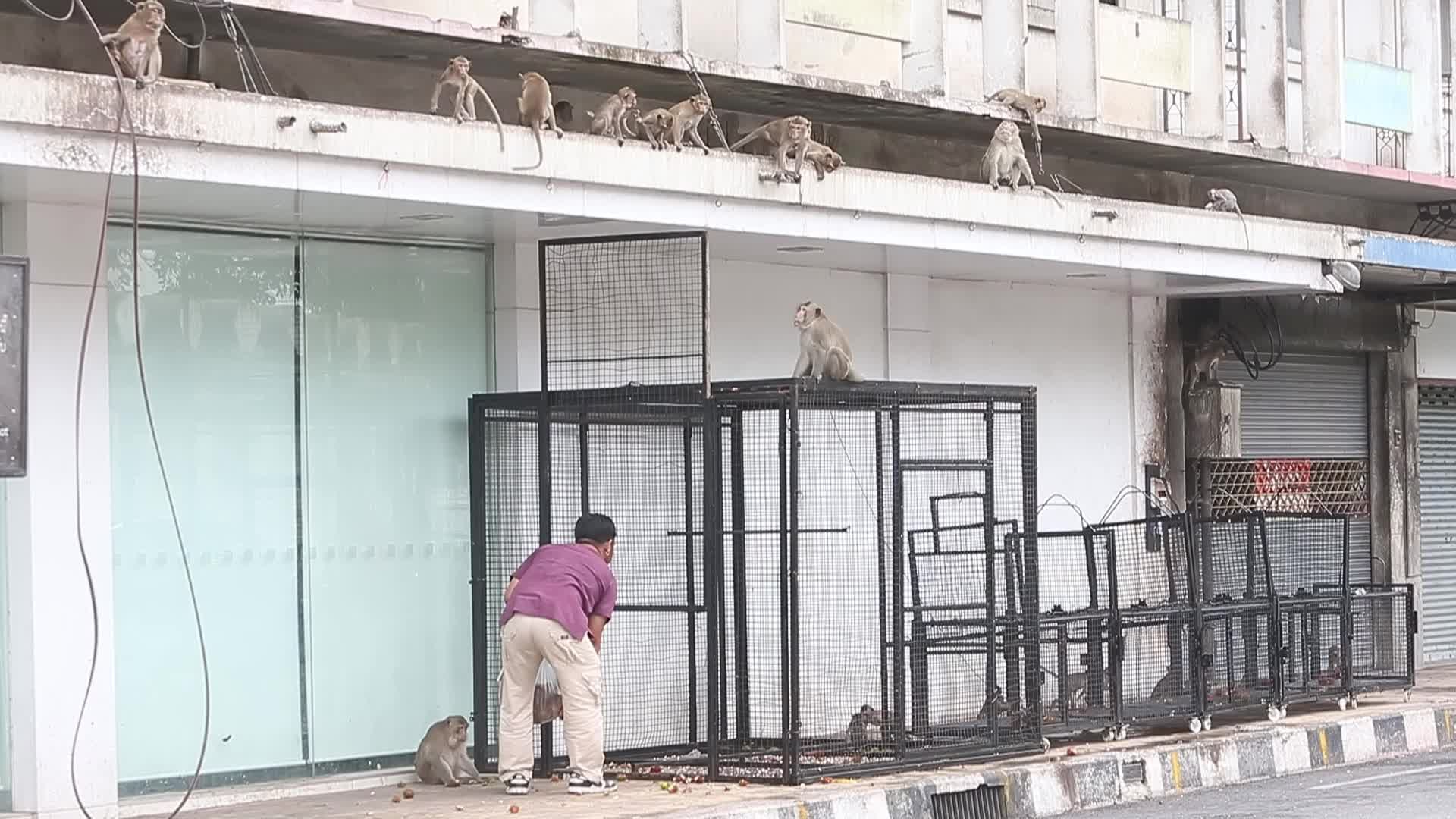 Monkey in Lopburi