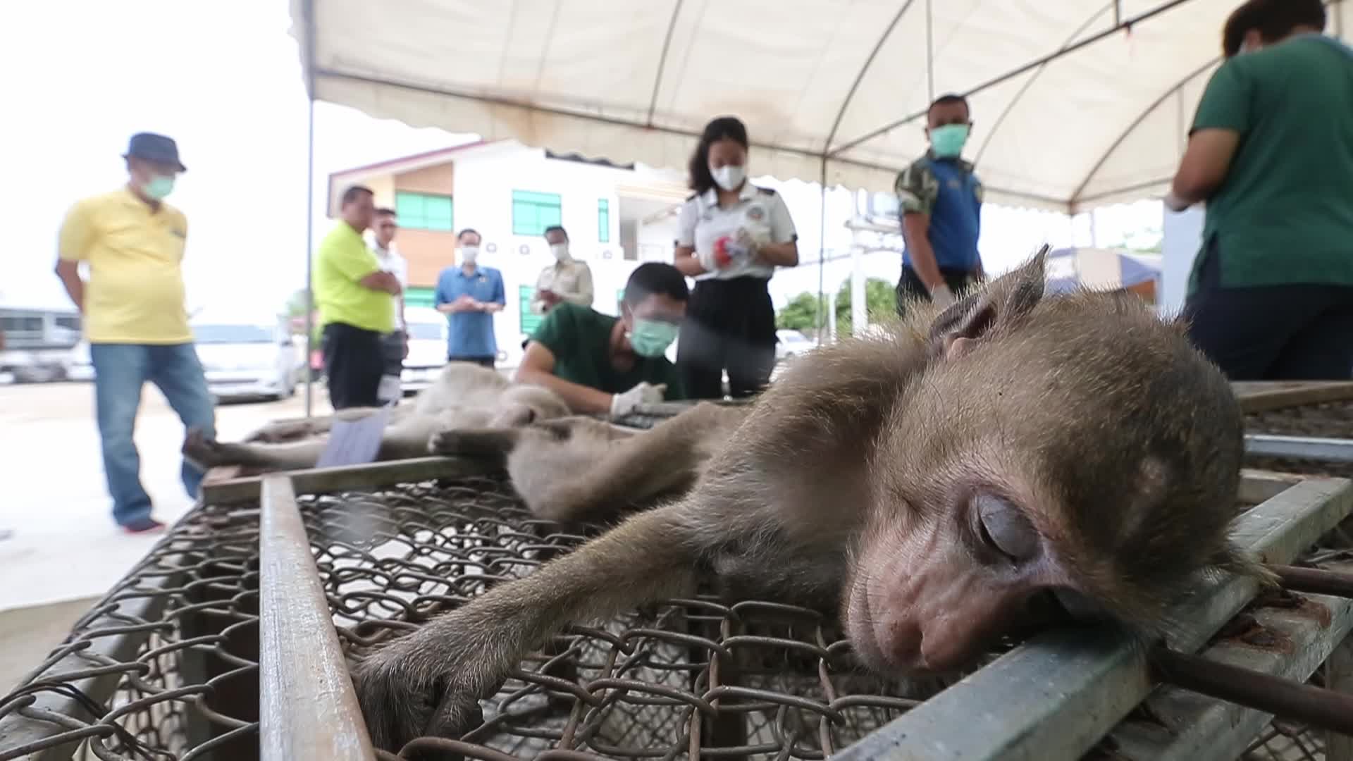 Monkey in Lopburi