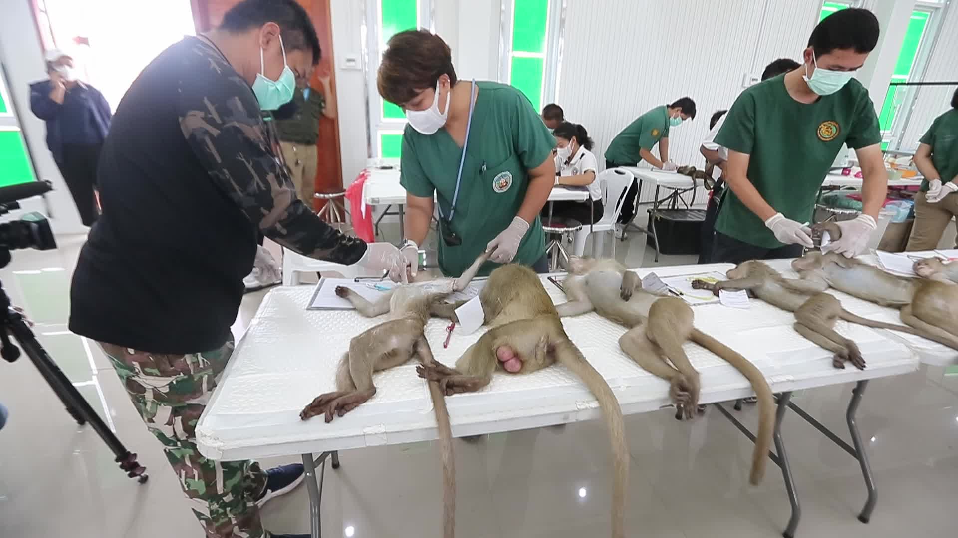Monkey in Lopburi