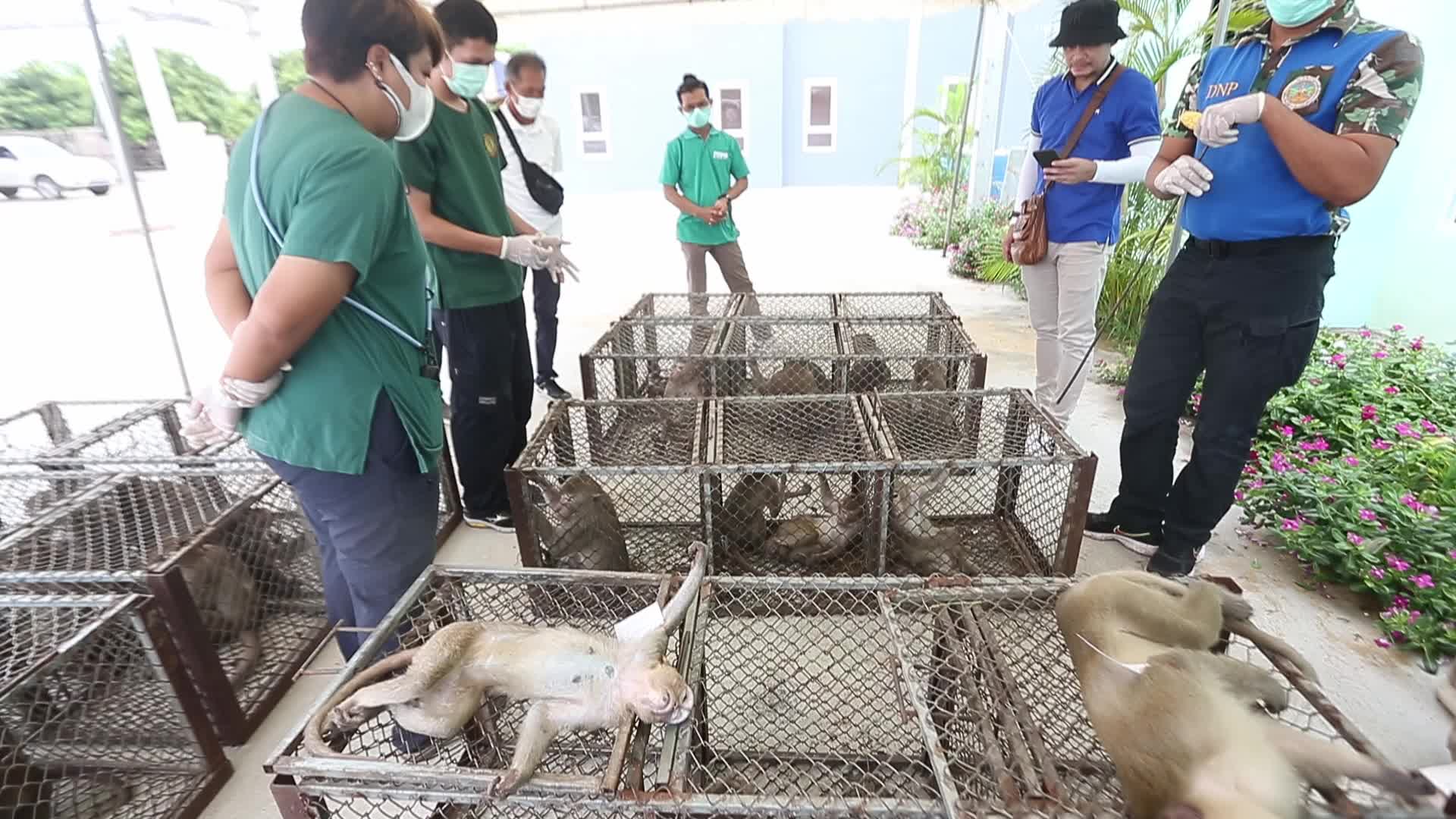 Monkey in Lopburi
