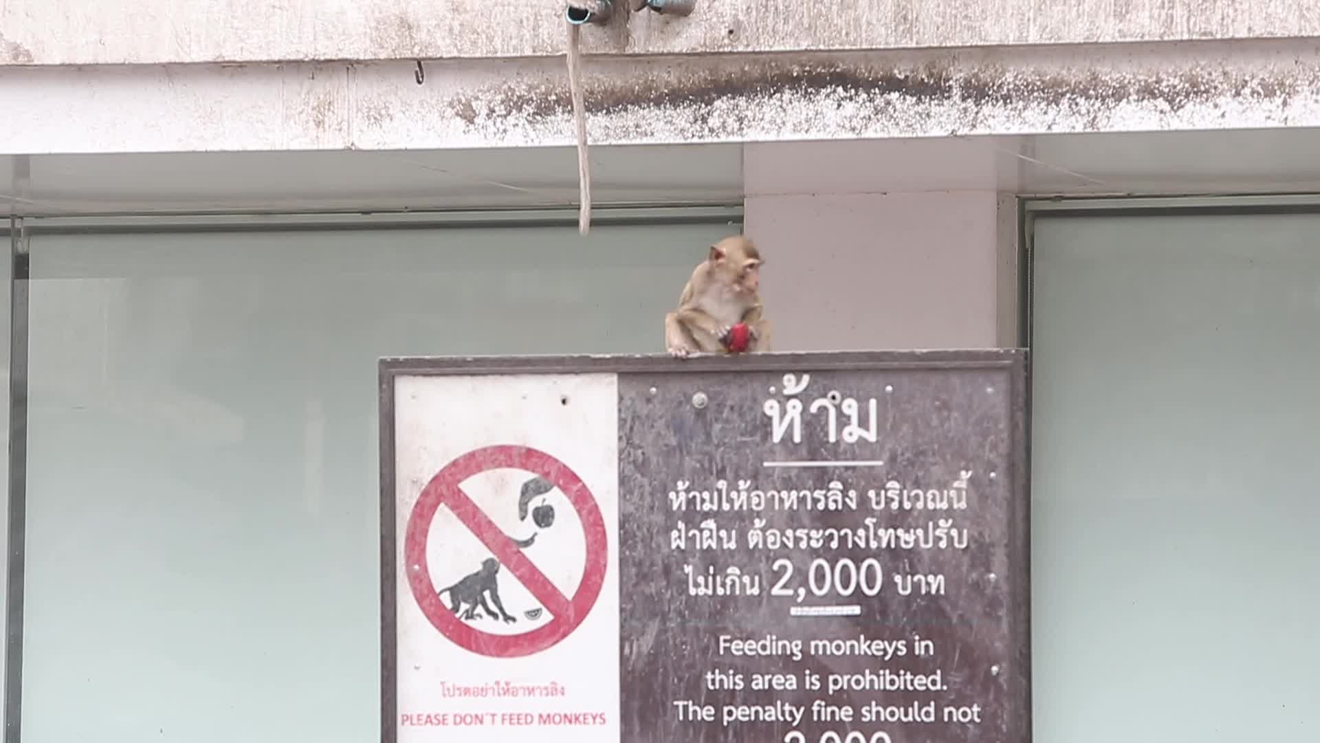Monkey in Lopburi