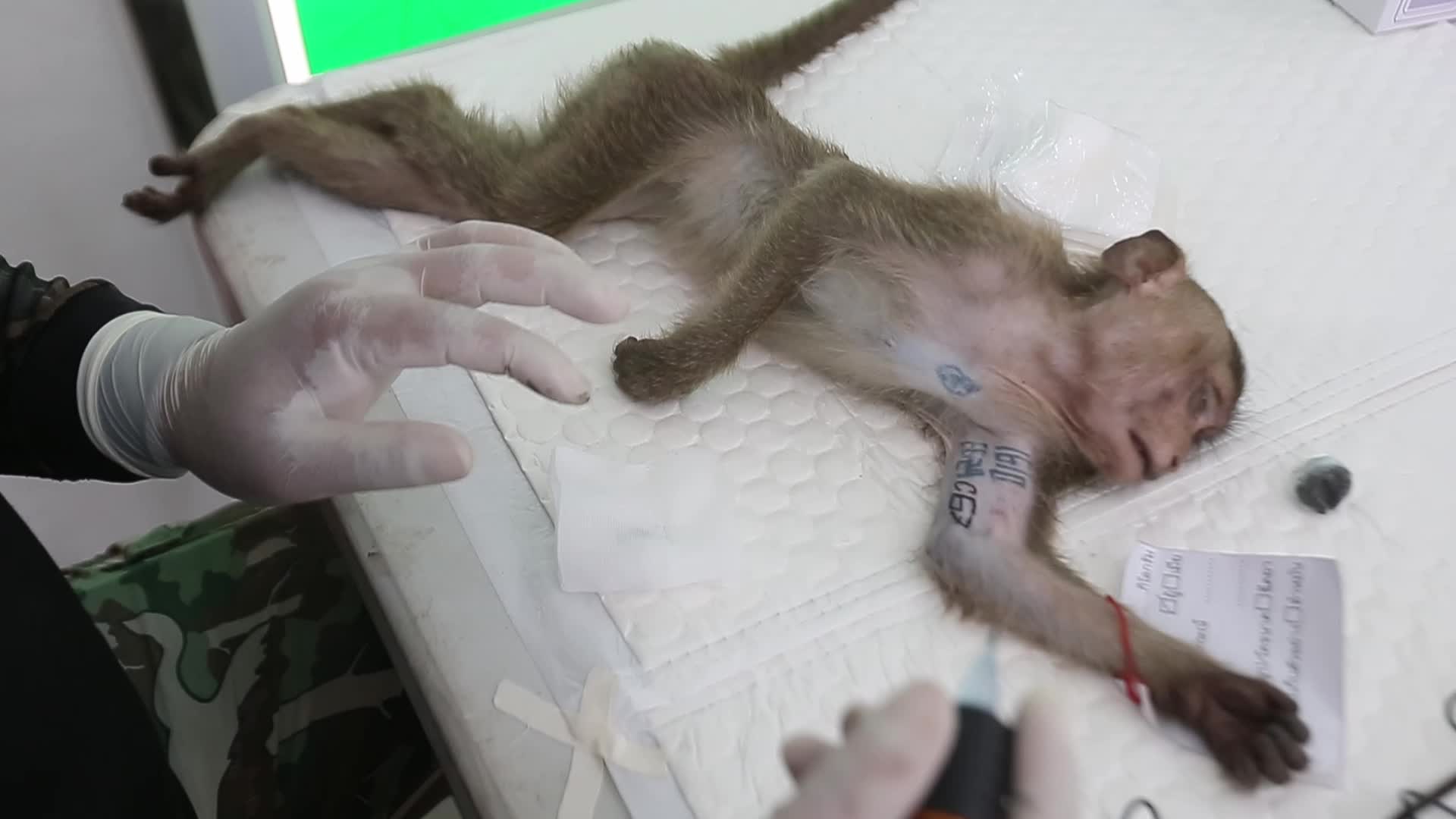 Monkey in Lopburi