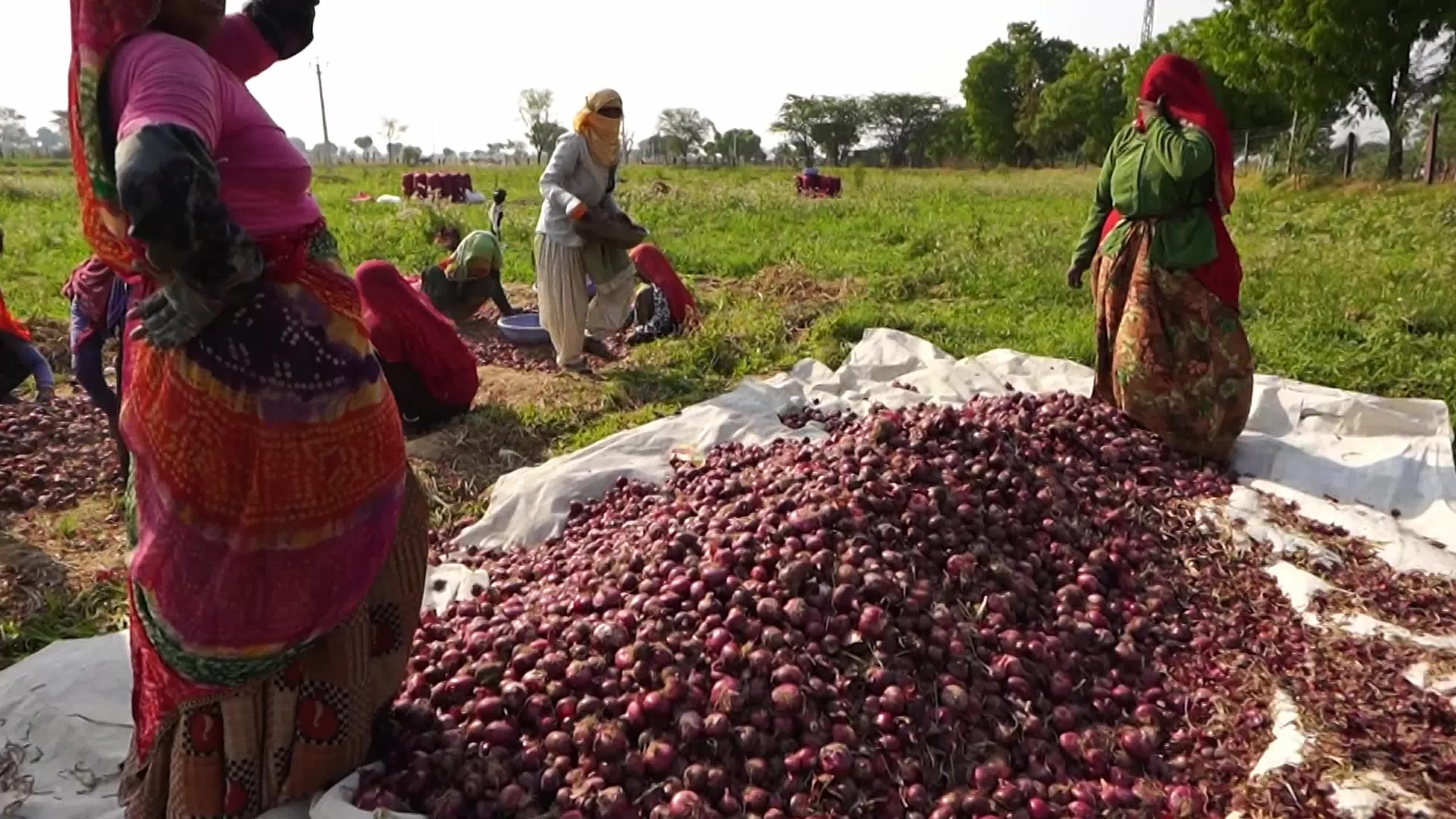 Indian Women Farmers Sort Onions in Ajmer, Rajasthan