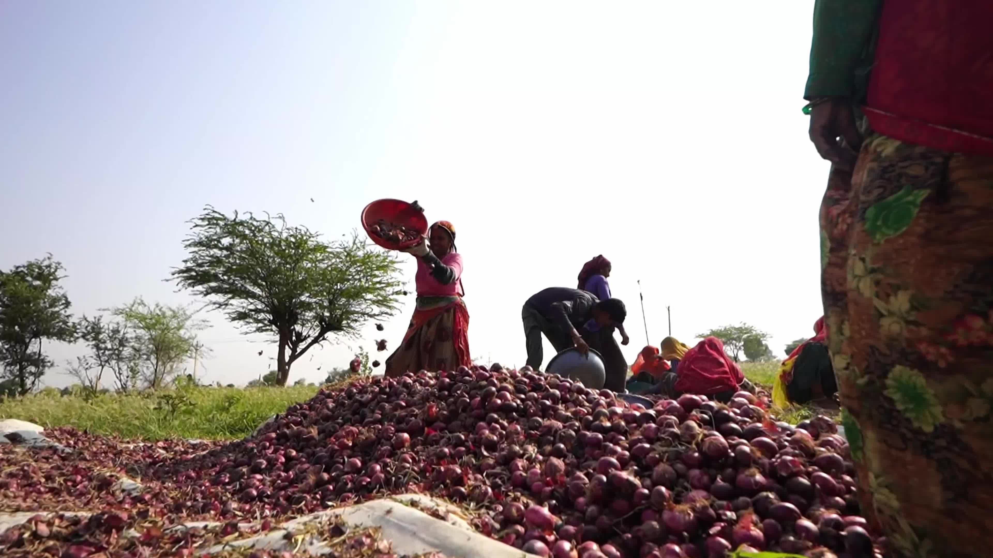Indian Women Farmers Sort Onions in Ajmer, Rajasthan