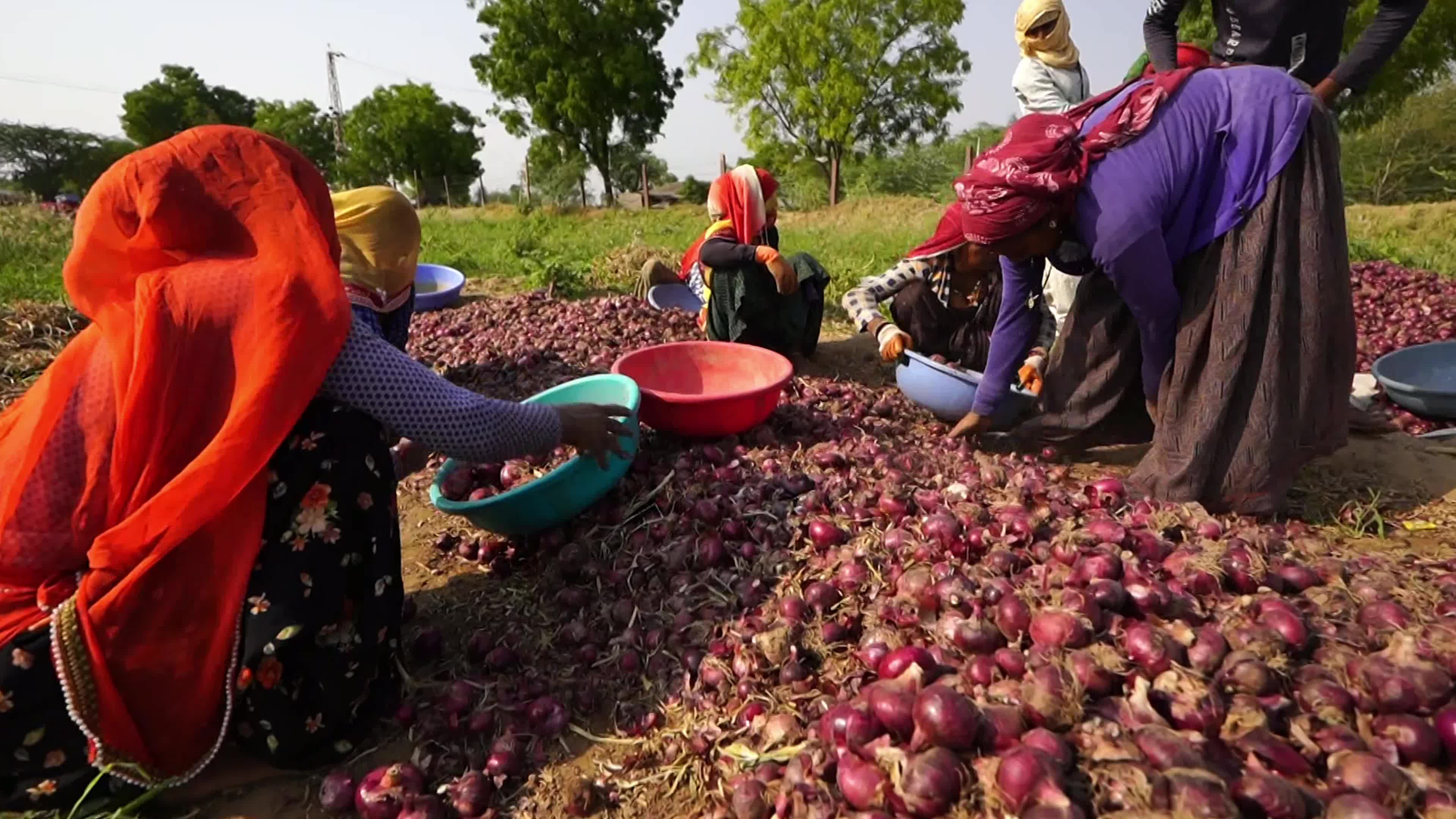 Indian Women Farmers Sort Onions in Ajmer, Rajasthan