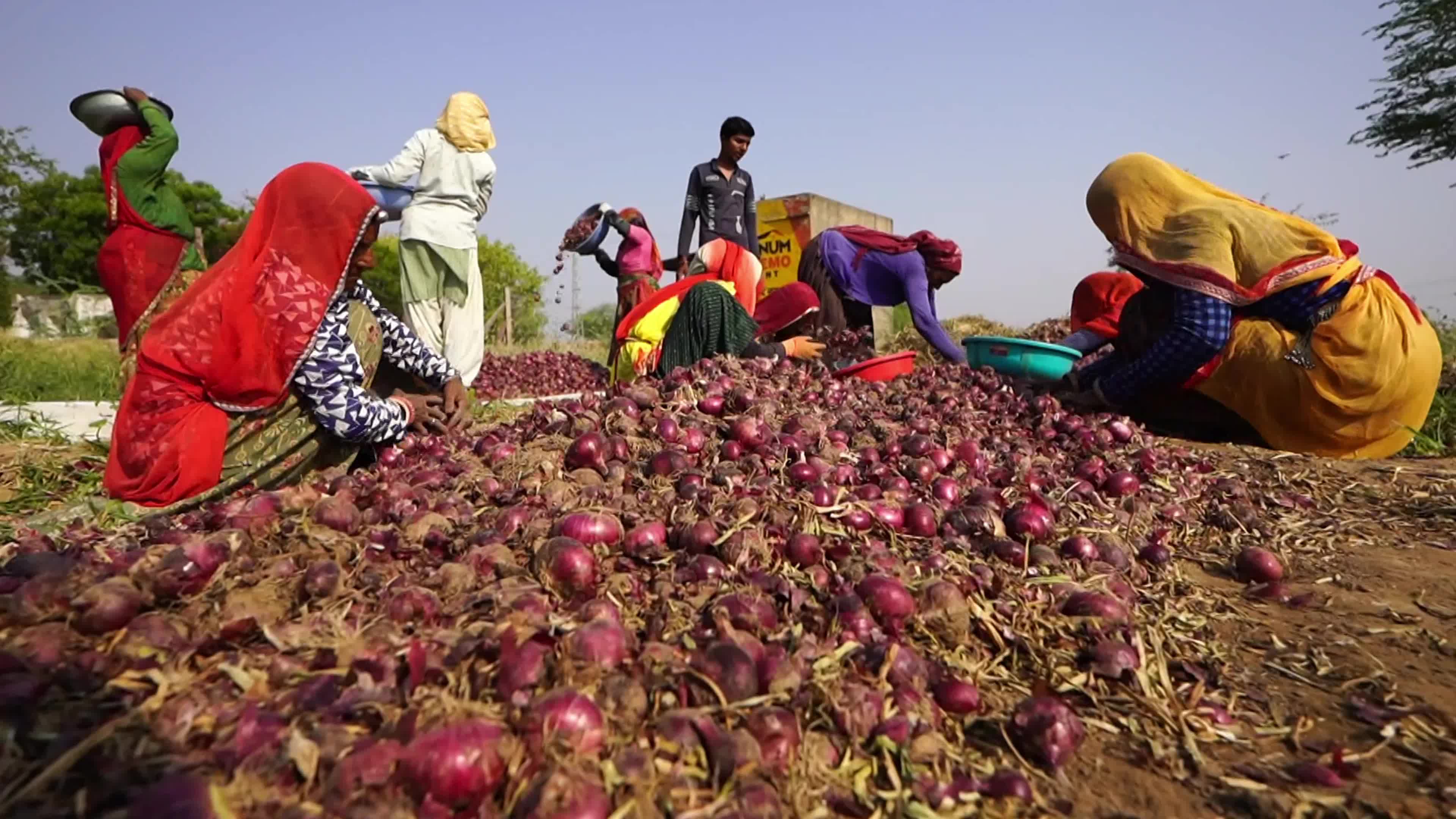 Indian Women Farmers Sort Onions in Ajmer, Rajasthan