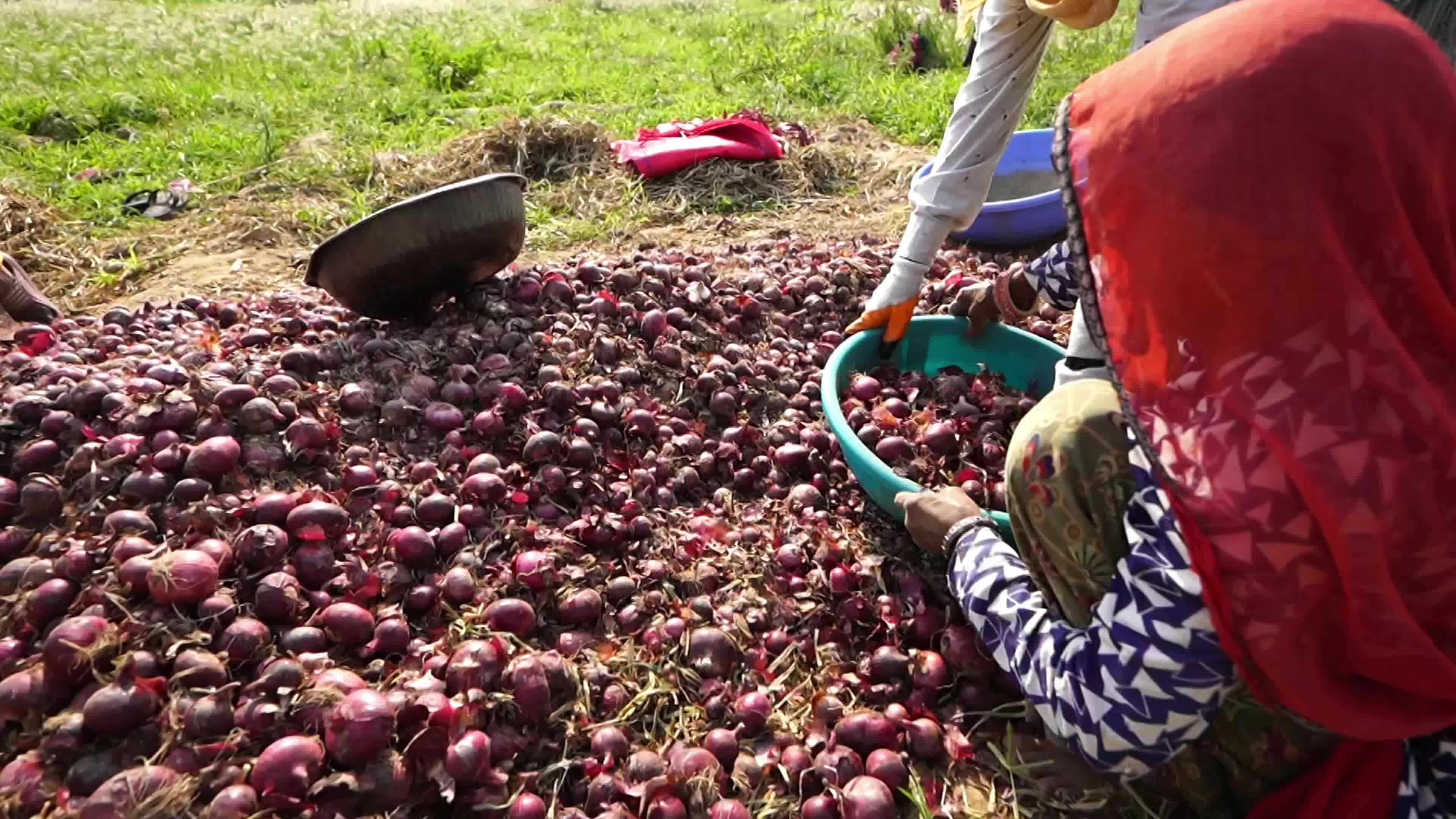 Indian Women Farmers Sort Onions in Ajmer, Rajasthan