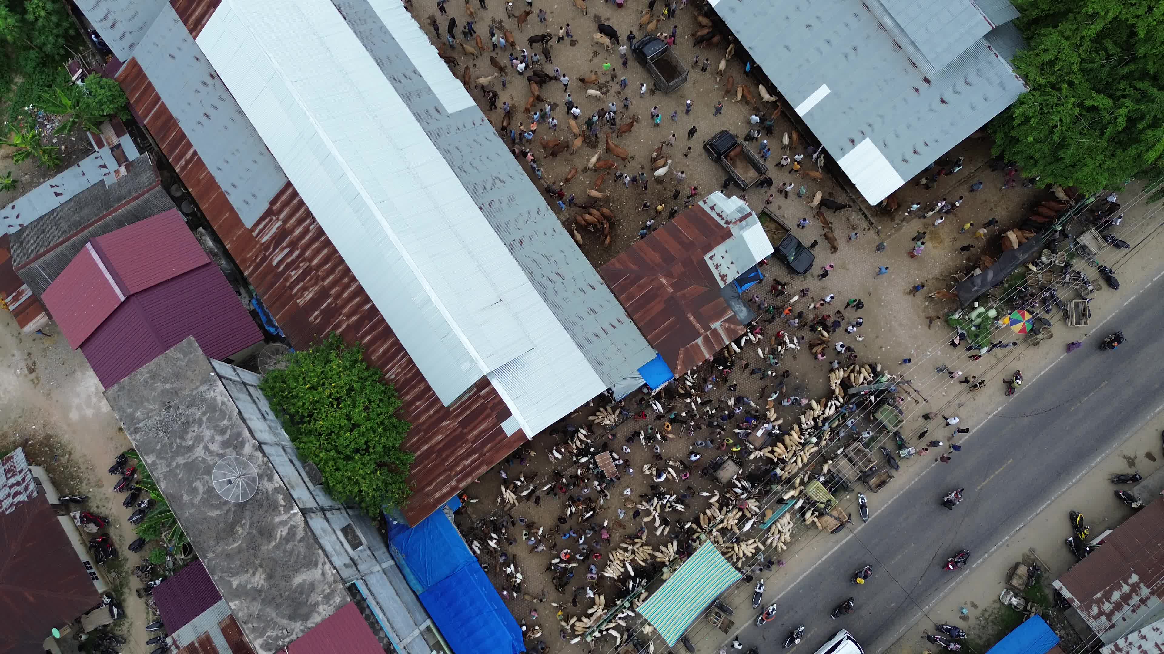 Traditional Livestock Market in Aceh