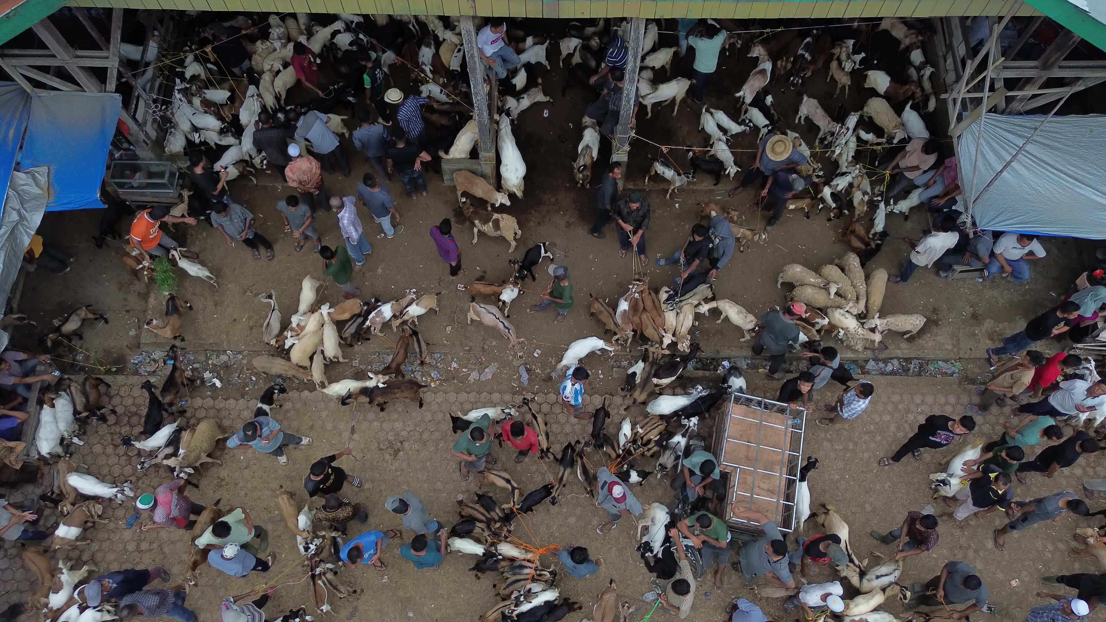 Traditional Livestock Market in Aceh