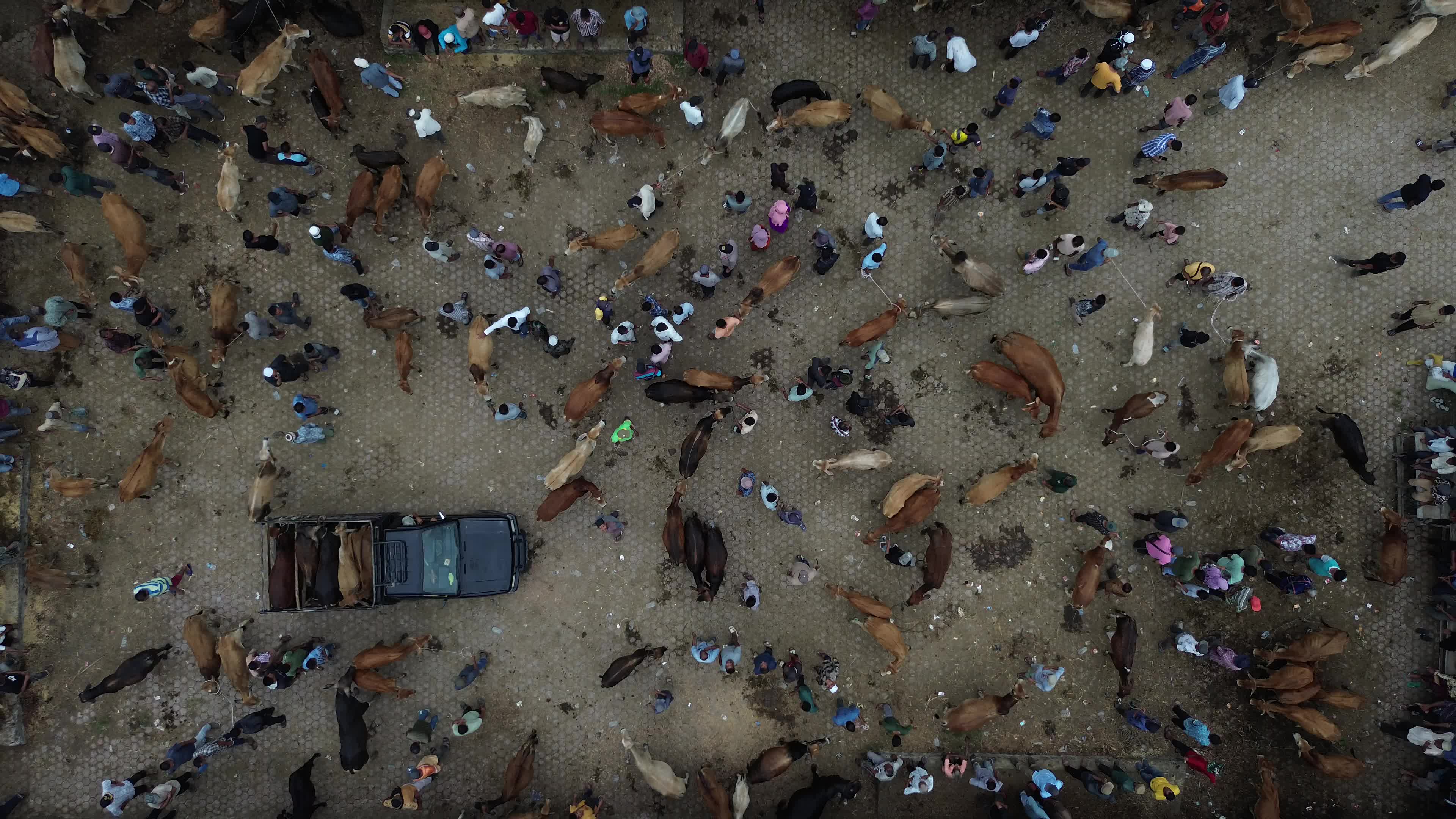 Traditional Livestock Market in Aceh