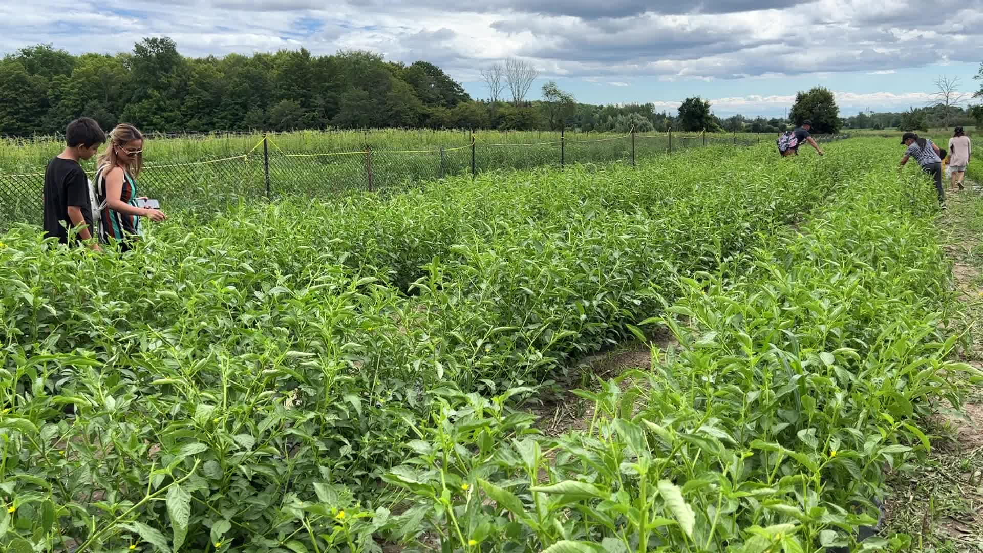 Hot peppers at a farm in Canada