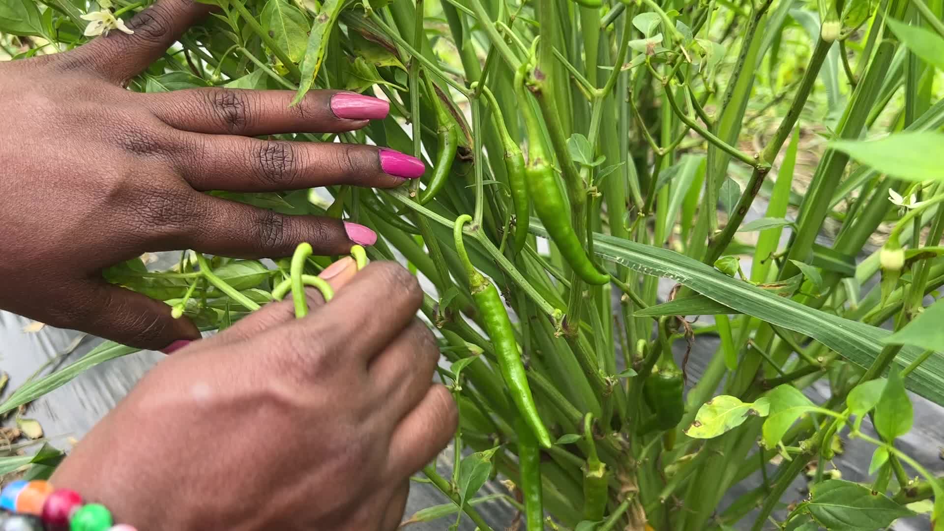 Hot peppers at a farm in Canada