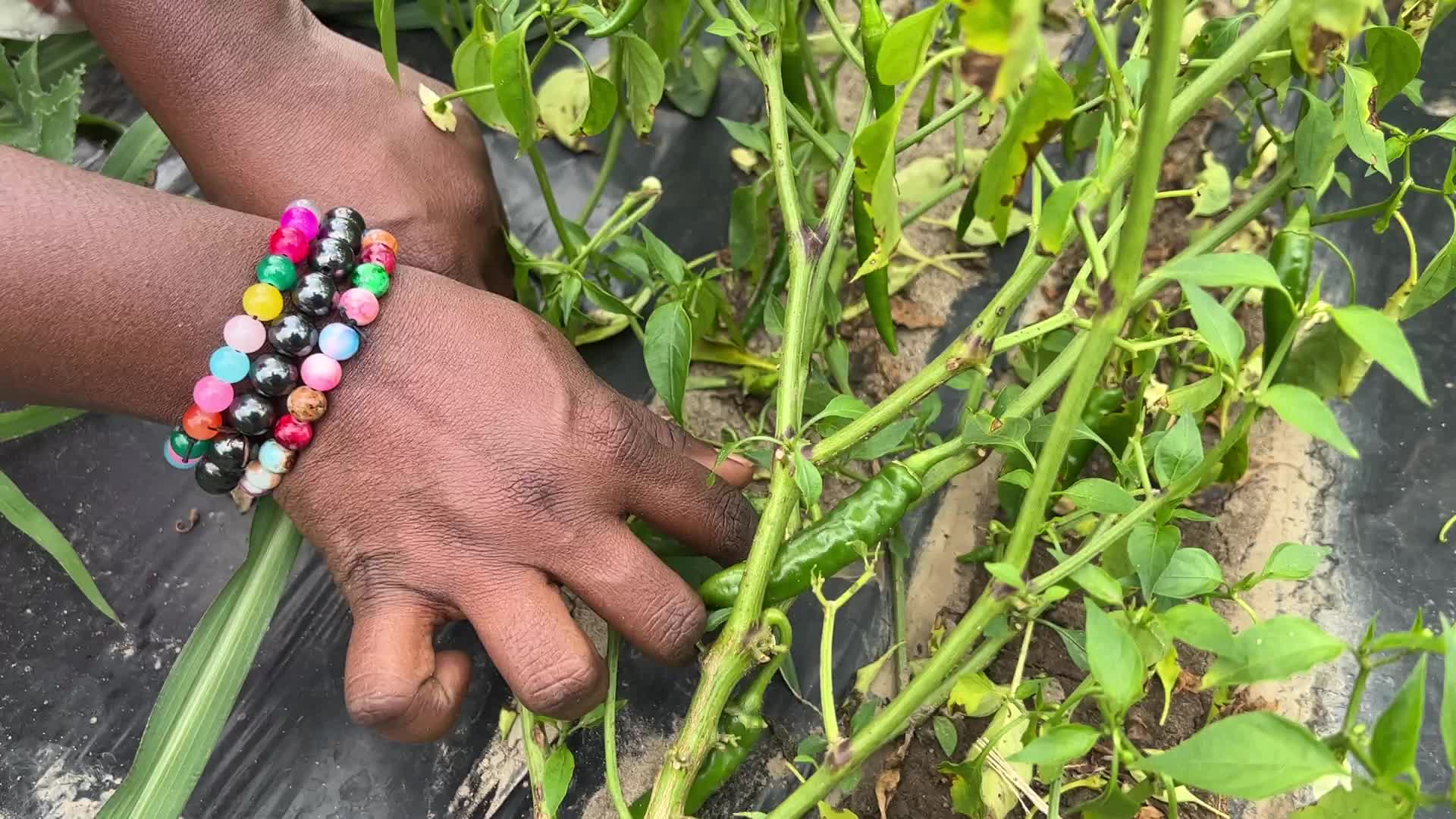 Hot peppers at a farm in Canada