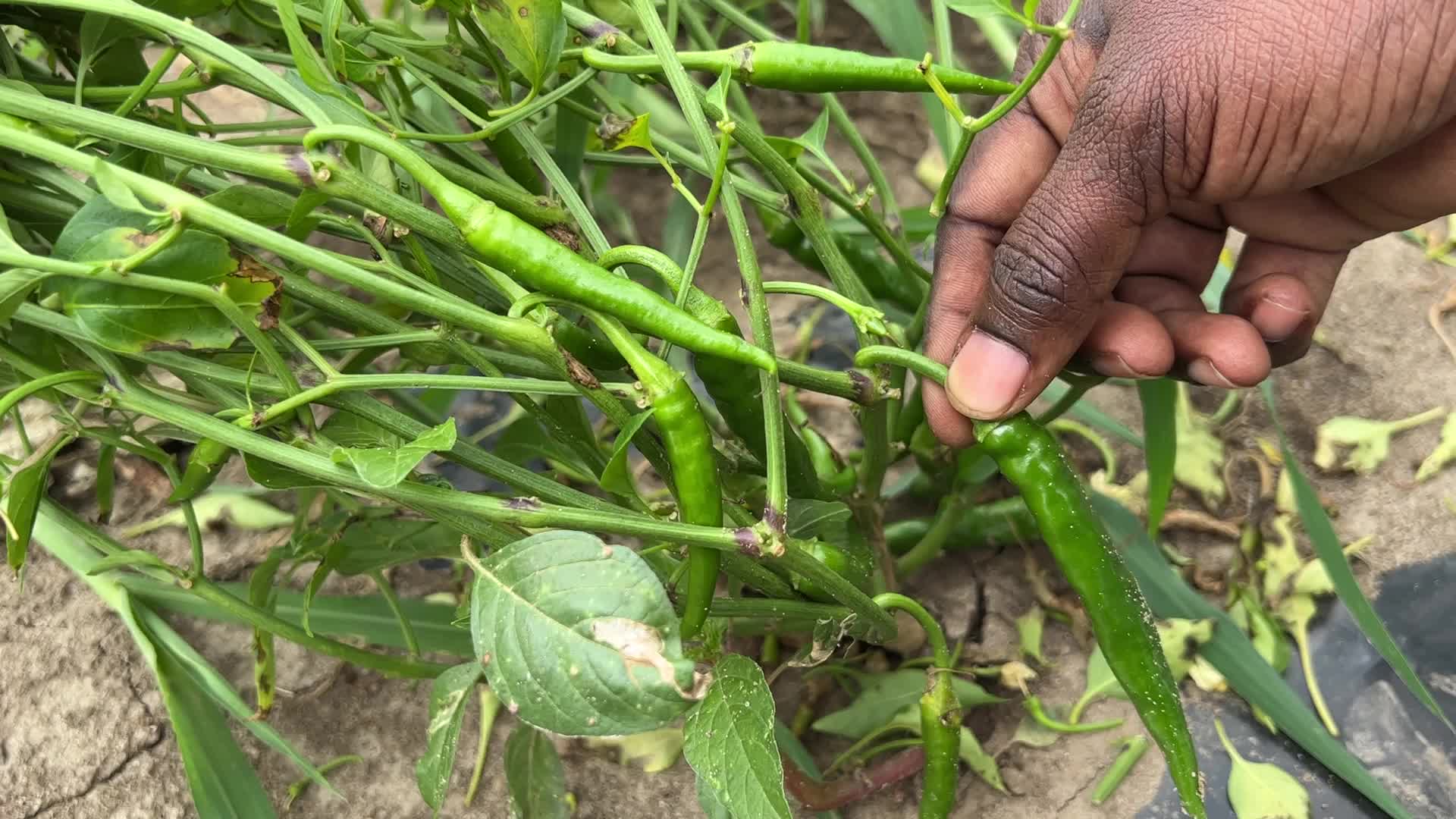 Hot peppers at a farm in Canada