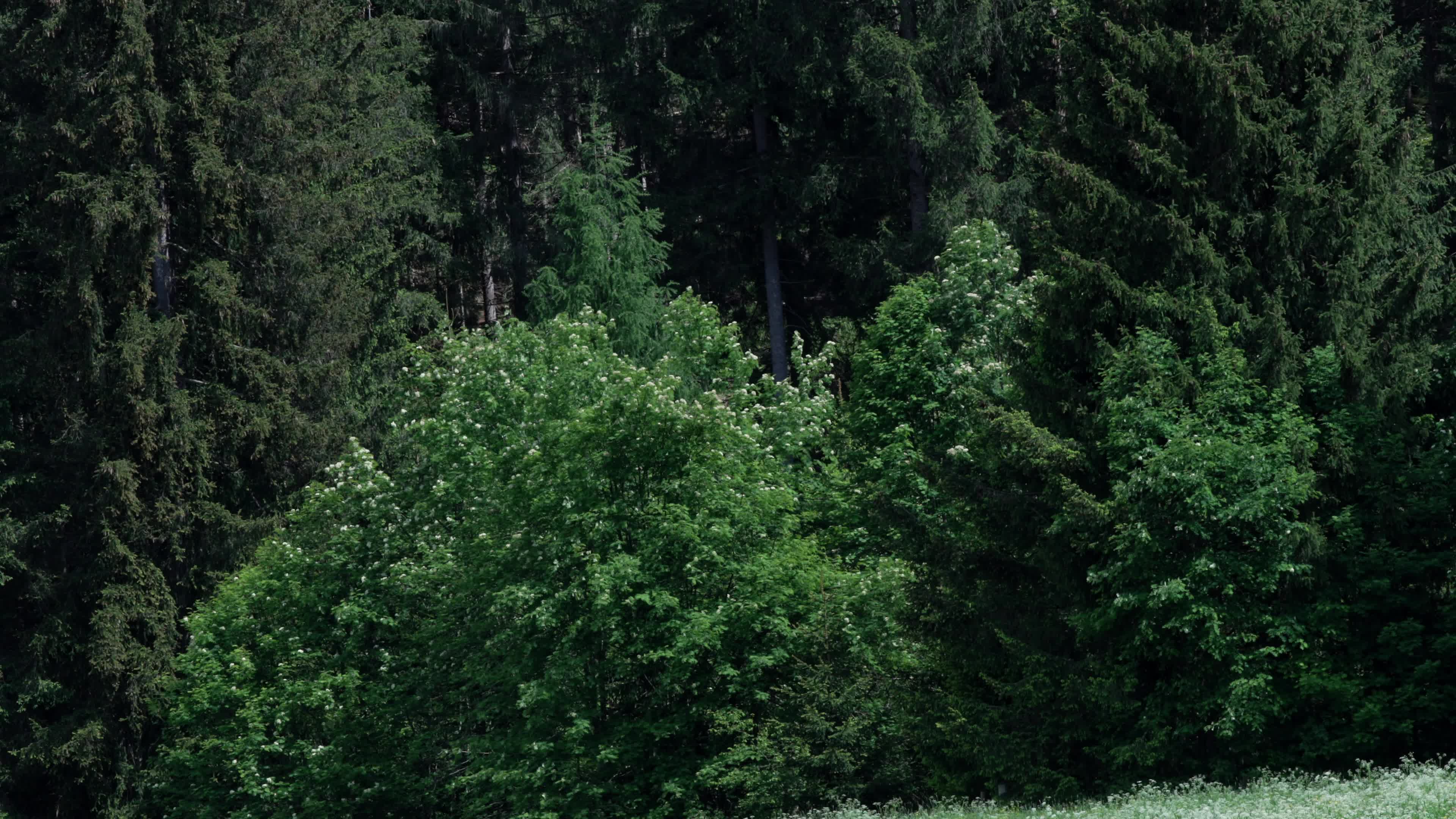 Daily Life In South Tyrol