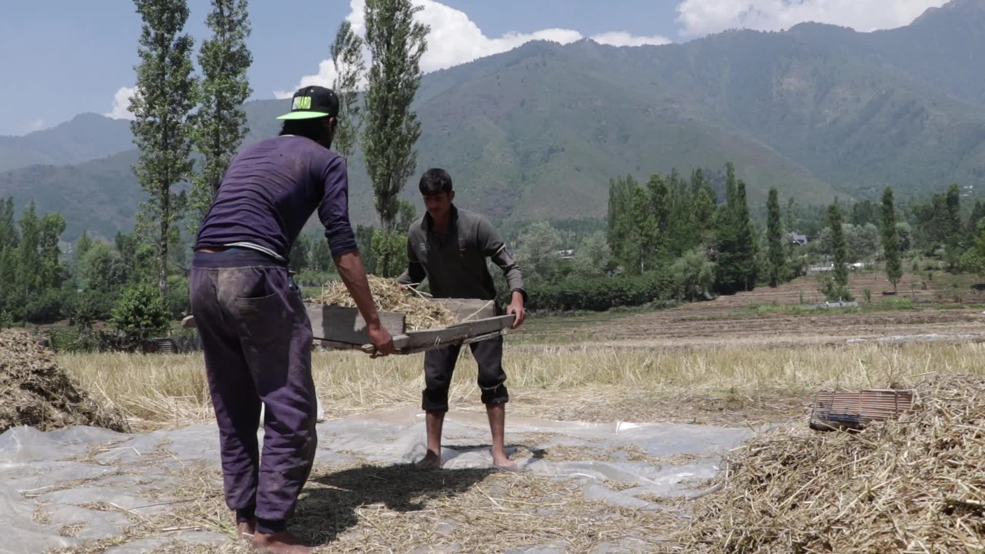 Farming Season In Kashmir