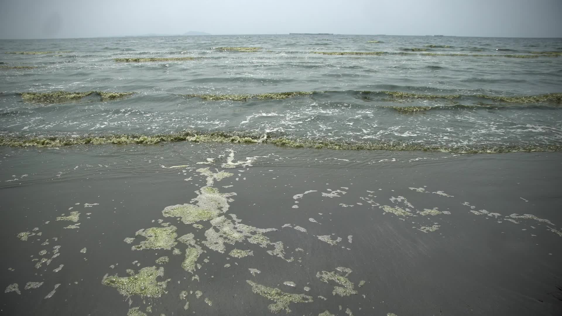 Plankton bloom in Chonburi, Thailand