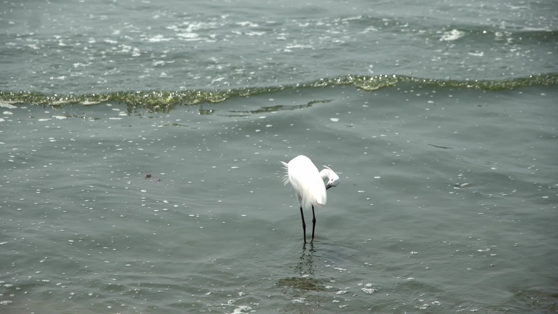Plankton bloom in Chonburi, Thailand