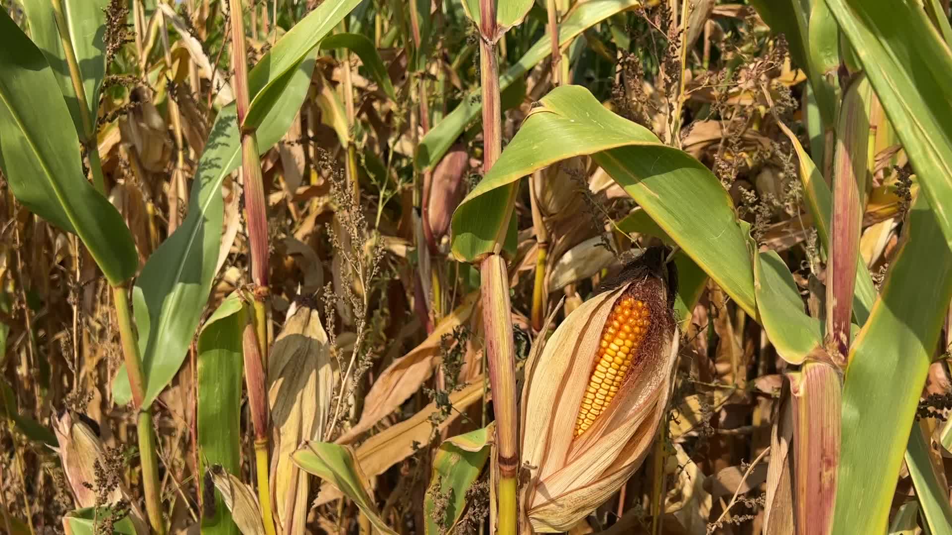 Corn