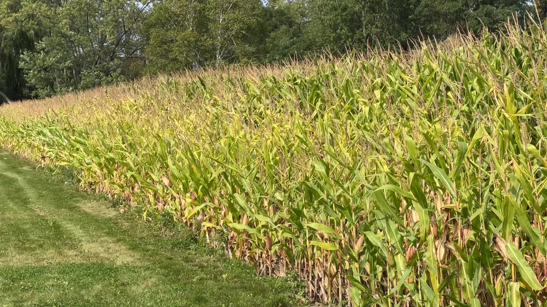Corn