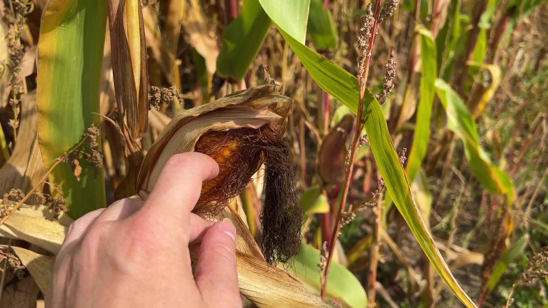 Corn
