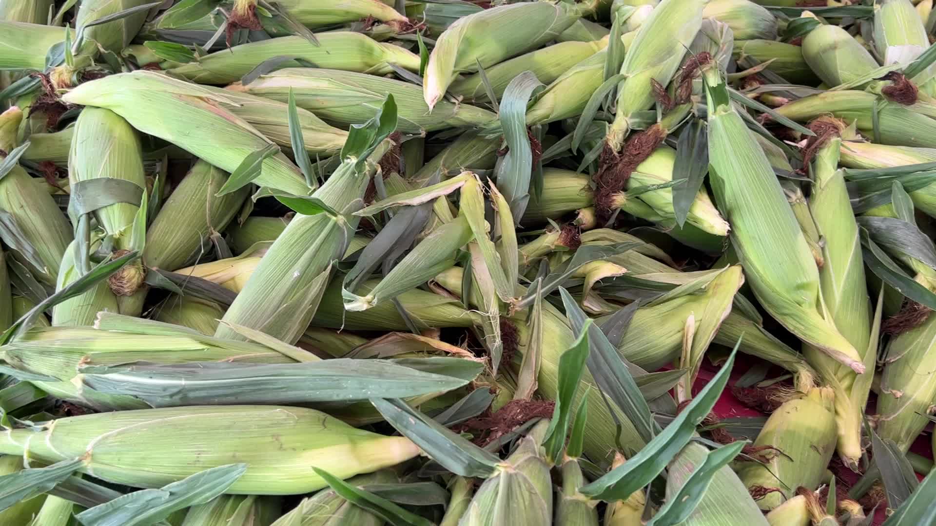 Corn