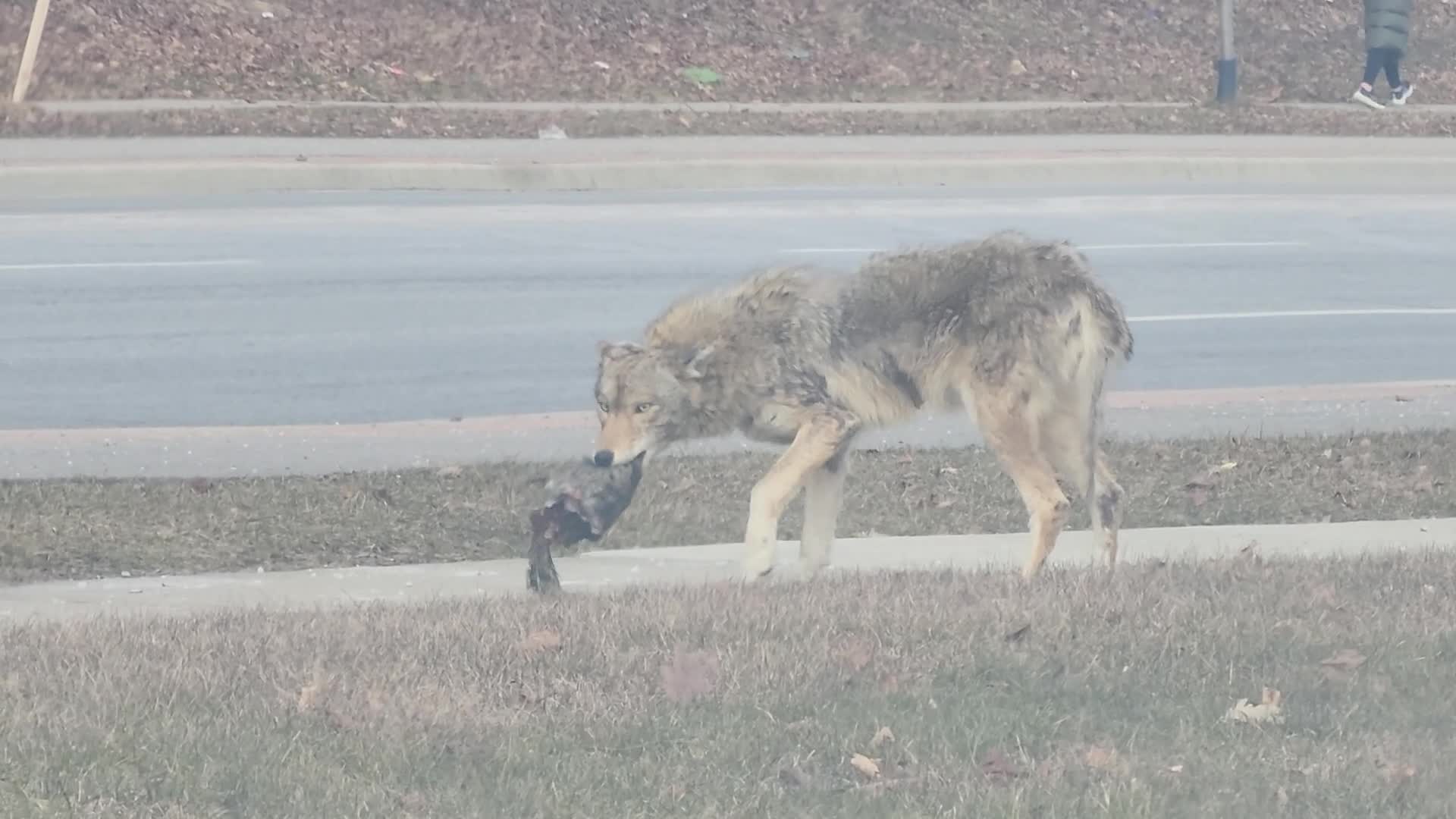 Coyote