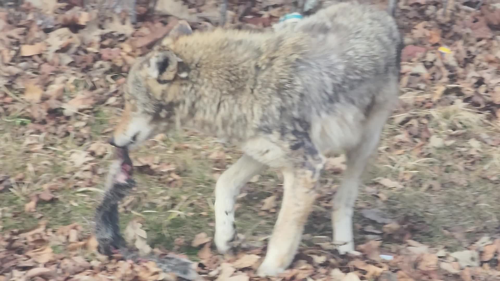 Coyote