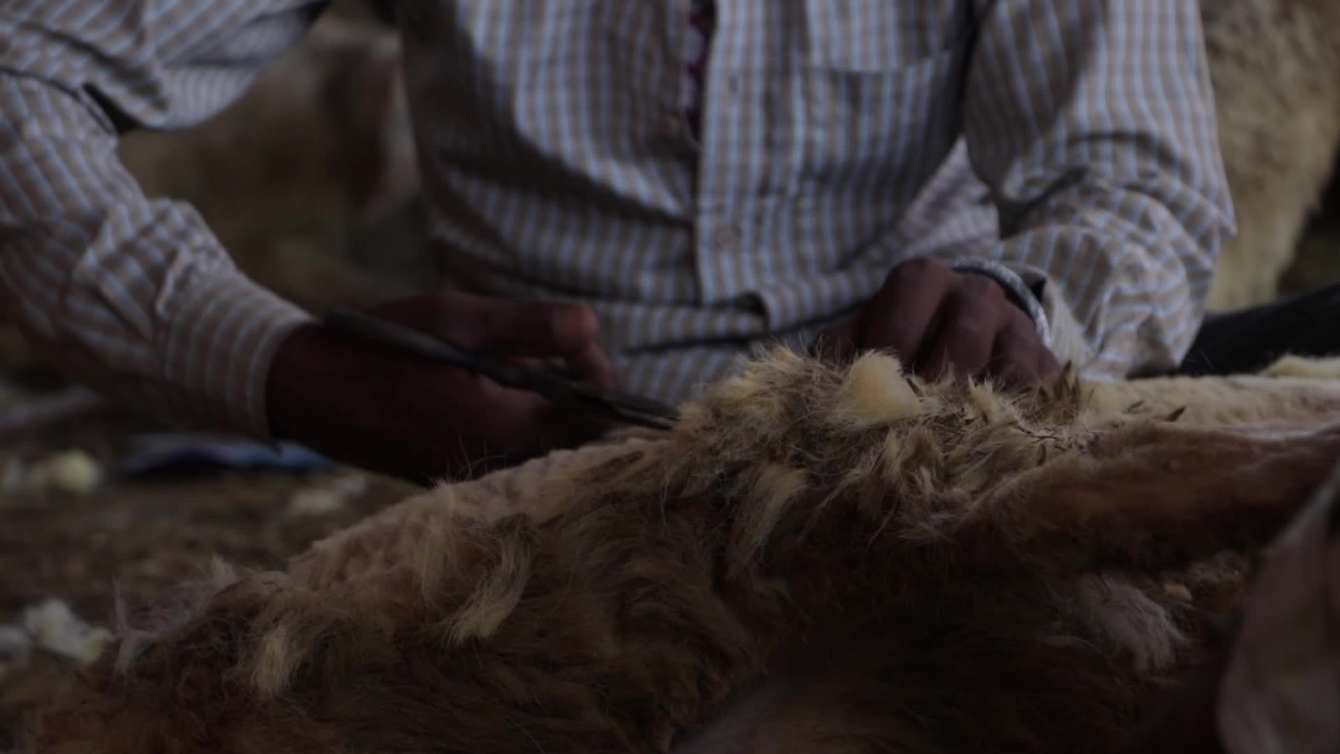 Eid al-Adha Sheep Market in Srinagar, India