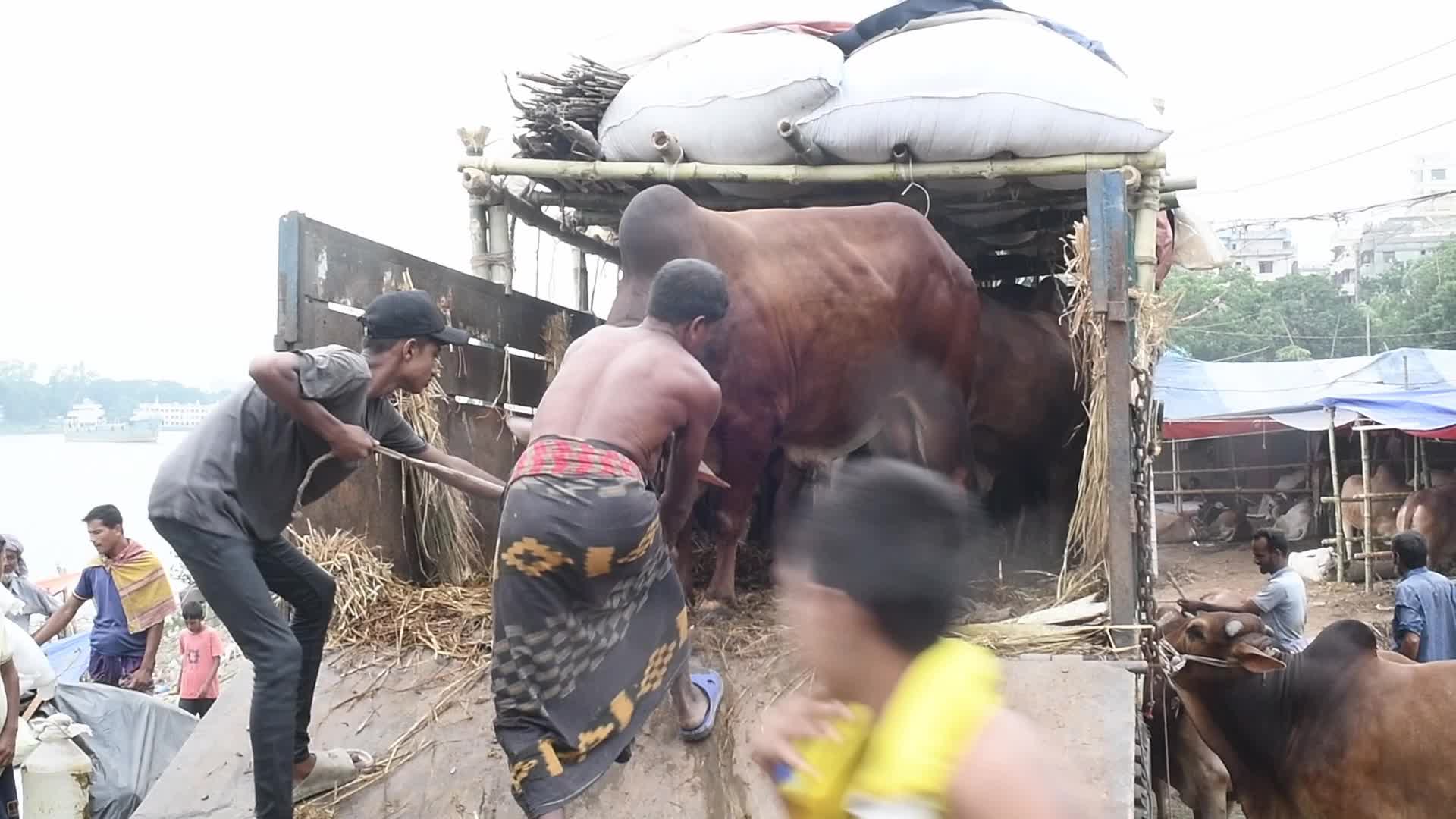 Cattle market in Dhaka