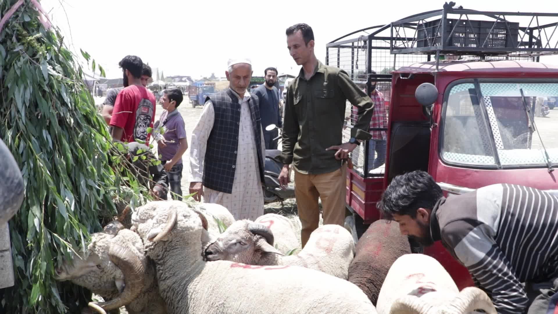 Eid al-Adha Sheep Market in Srinagar, India