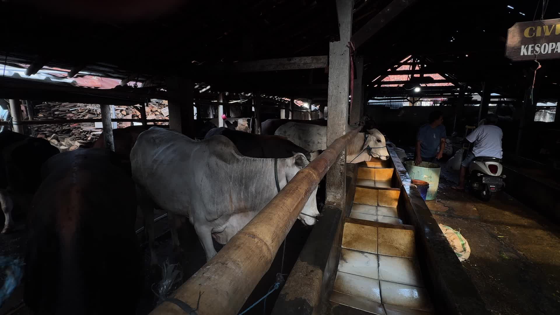 Eid Al-Adha Preparations In Jakarta, Indonesia