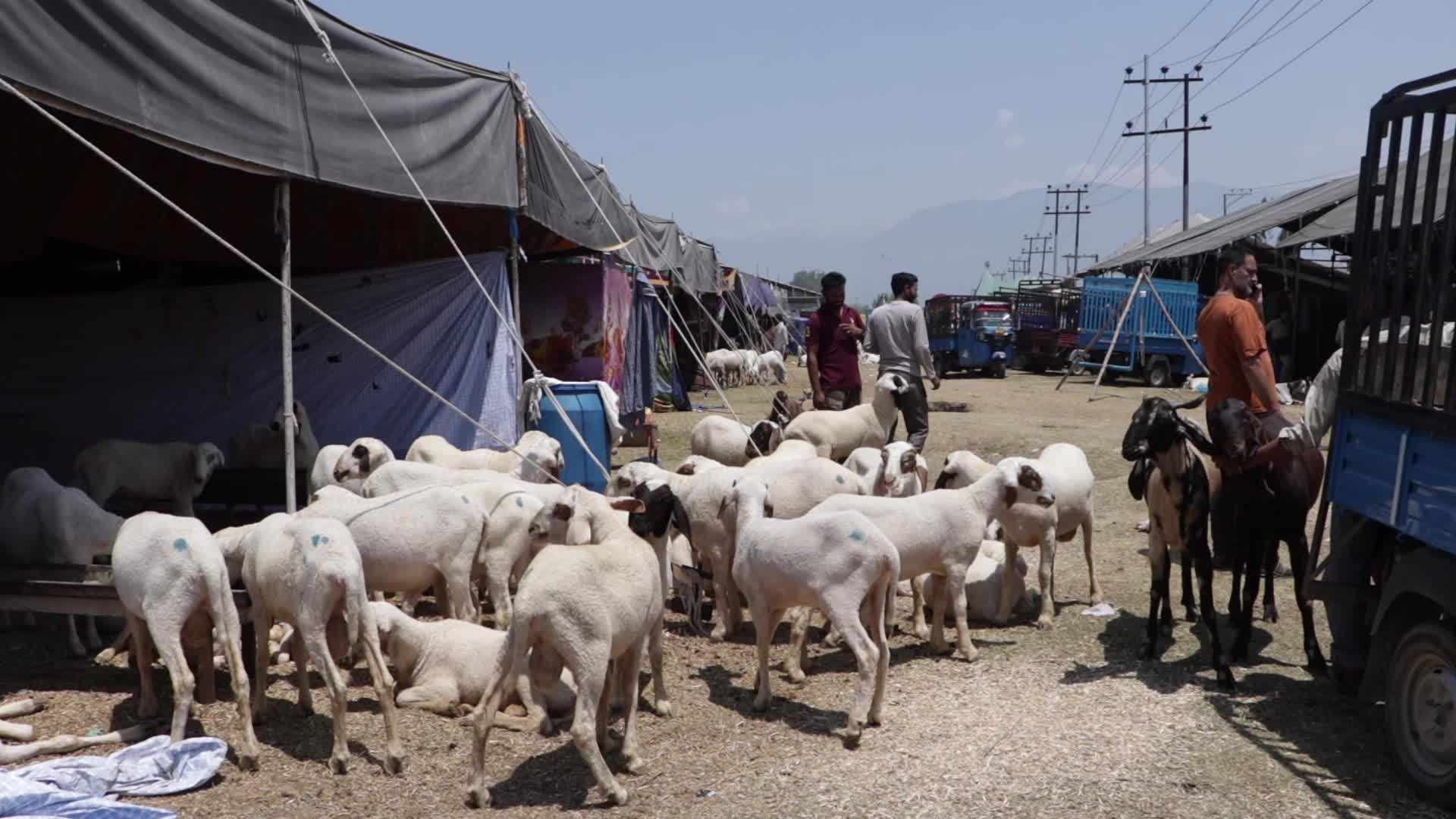 Eid al-Adha Sheep Market in Srinagar, India