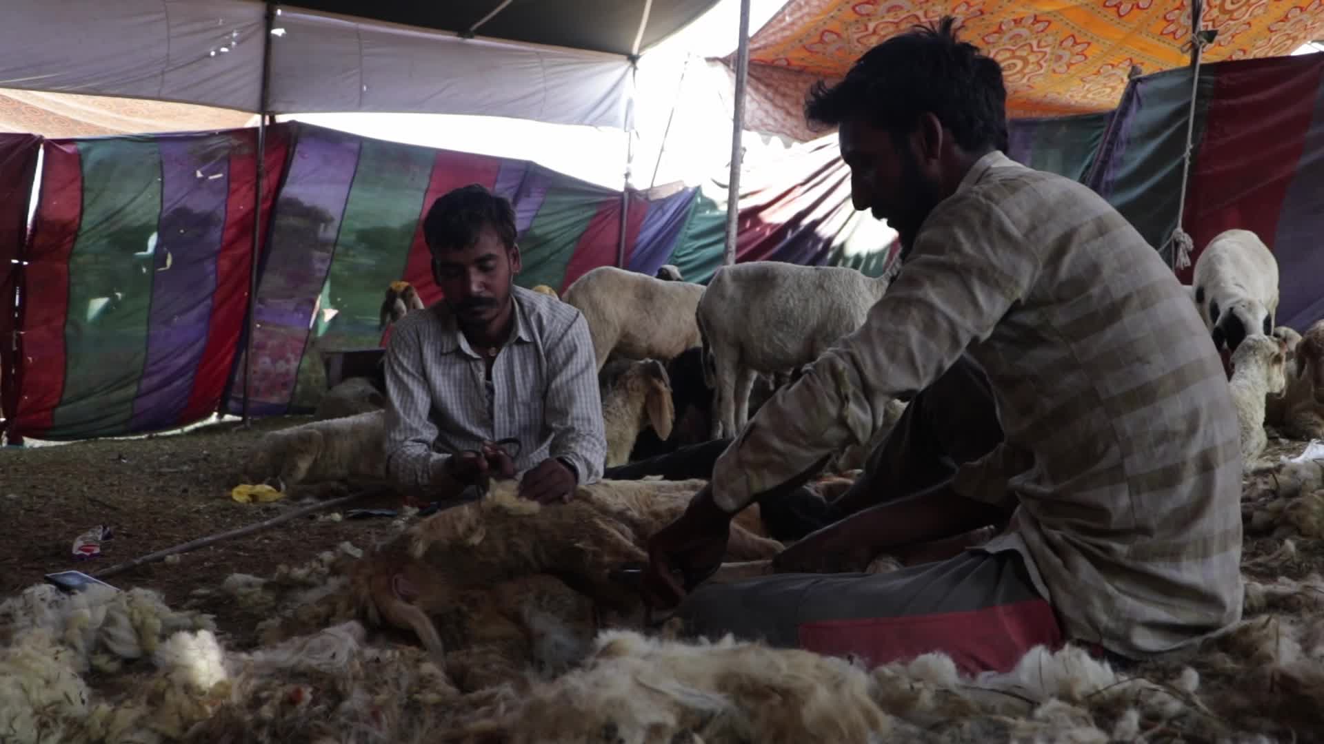 Eid al-Adha Sheep Market in Srinagar, India