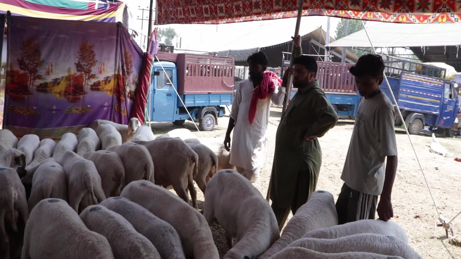 Eid al-Adha Sheep Market in Srinagar, India