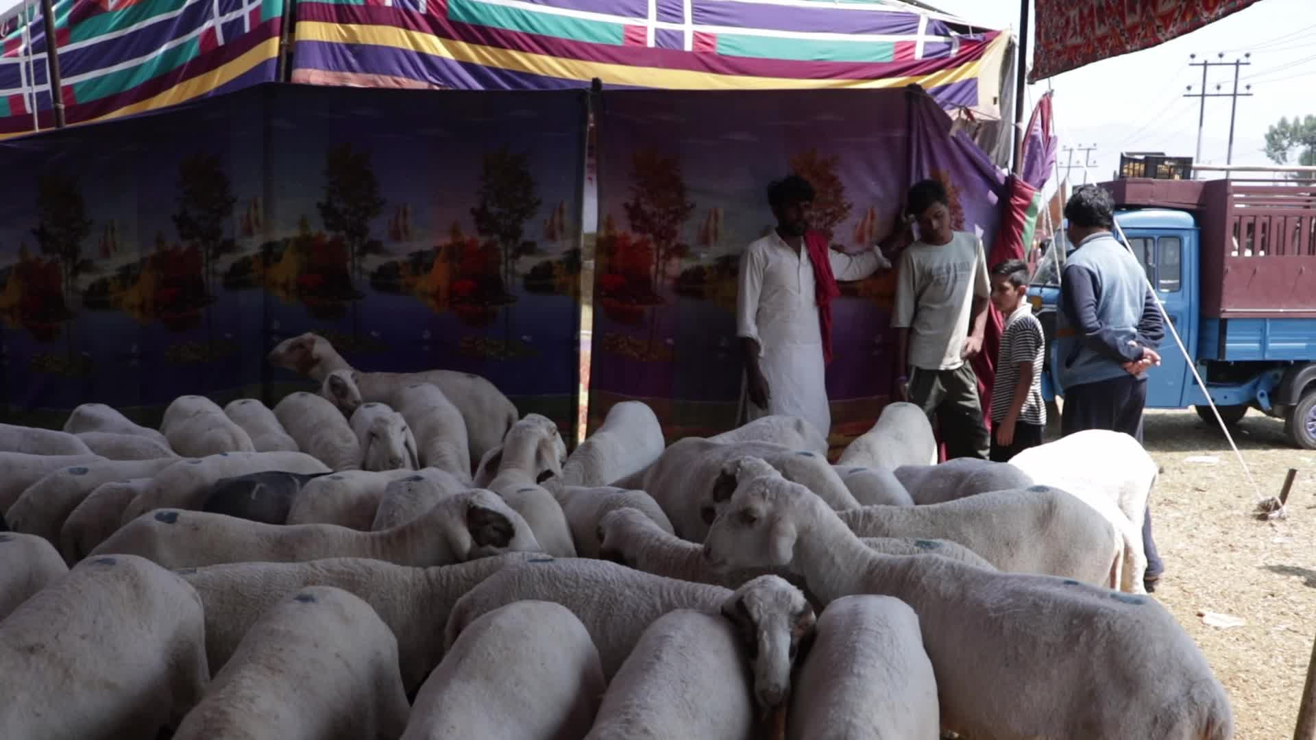 Eid al-Adha Sheep Market in Srinagar, India