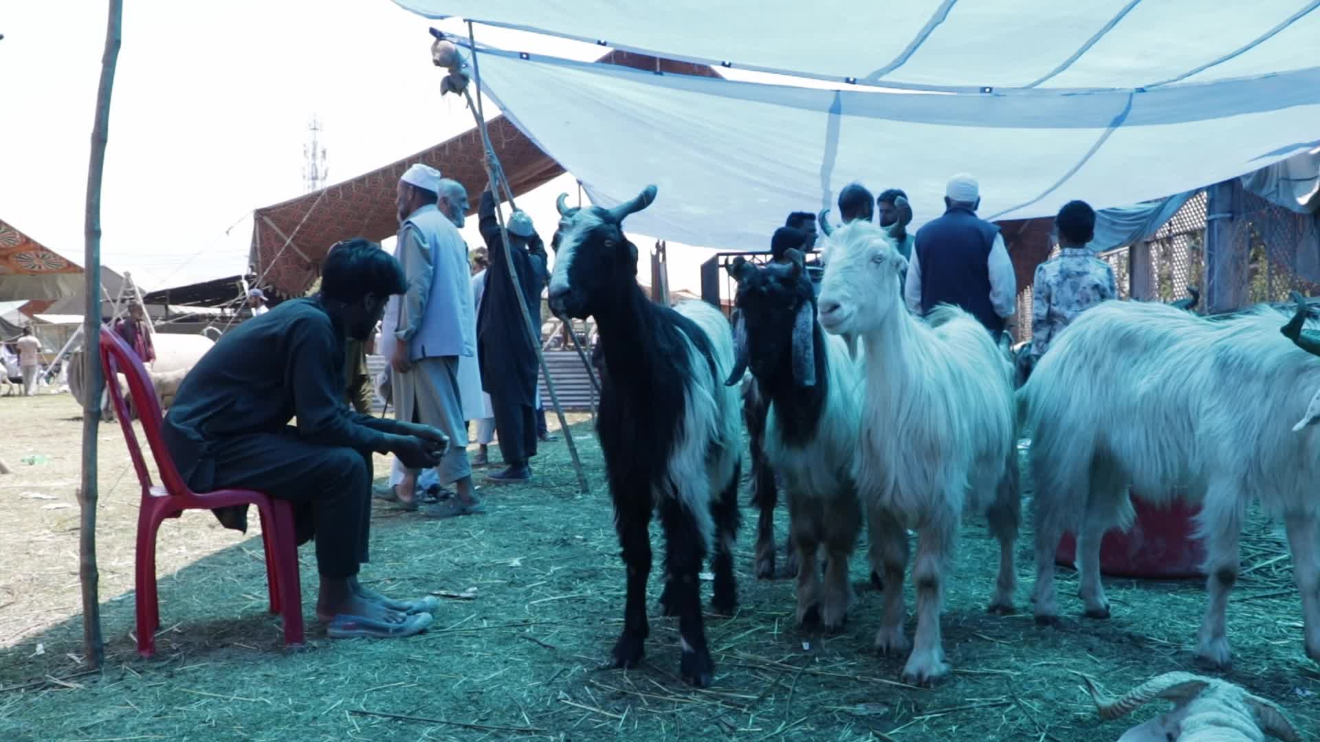 Eid al-Adha Sheep Market in Srinagar, India