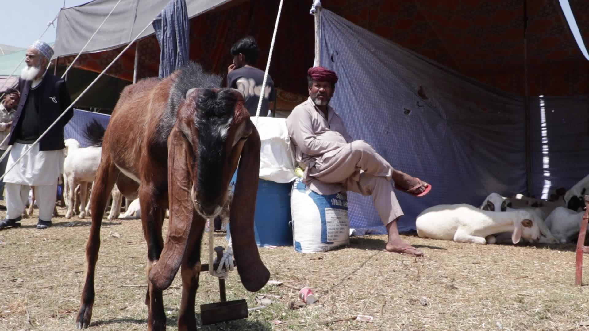 Eid al-Adha Sheep Market in Srinagar, India
