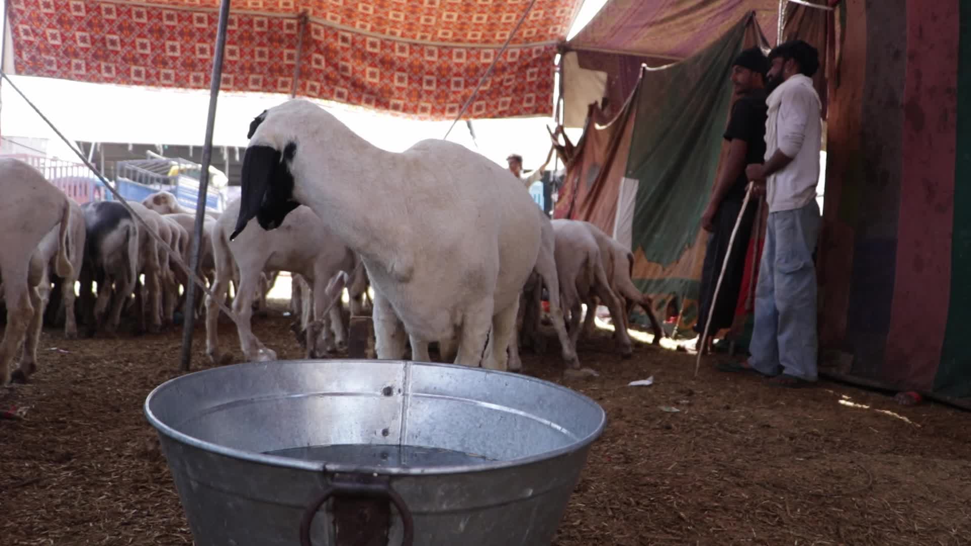 Eid al-Adha Sheep Market in Srinagar, India