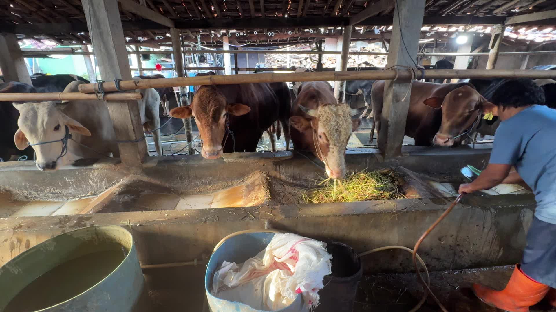 Eid Al-Adha Preparations In Jakarta, Indonesia