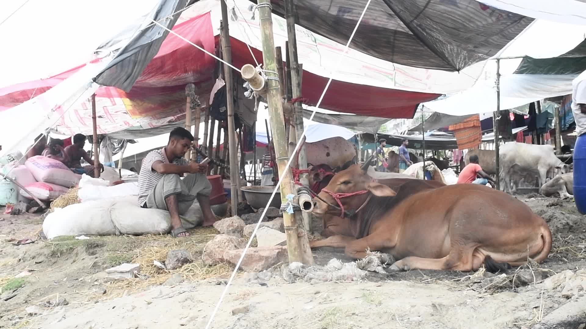 Cattle market in Dhaka