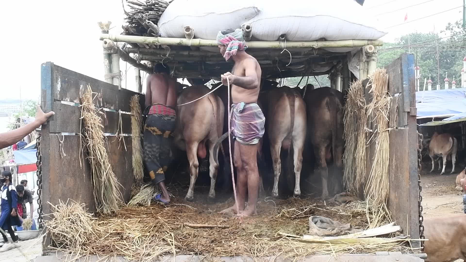 Cattle market in Dhaka