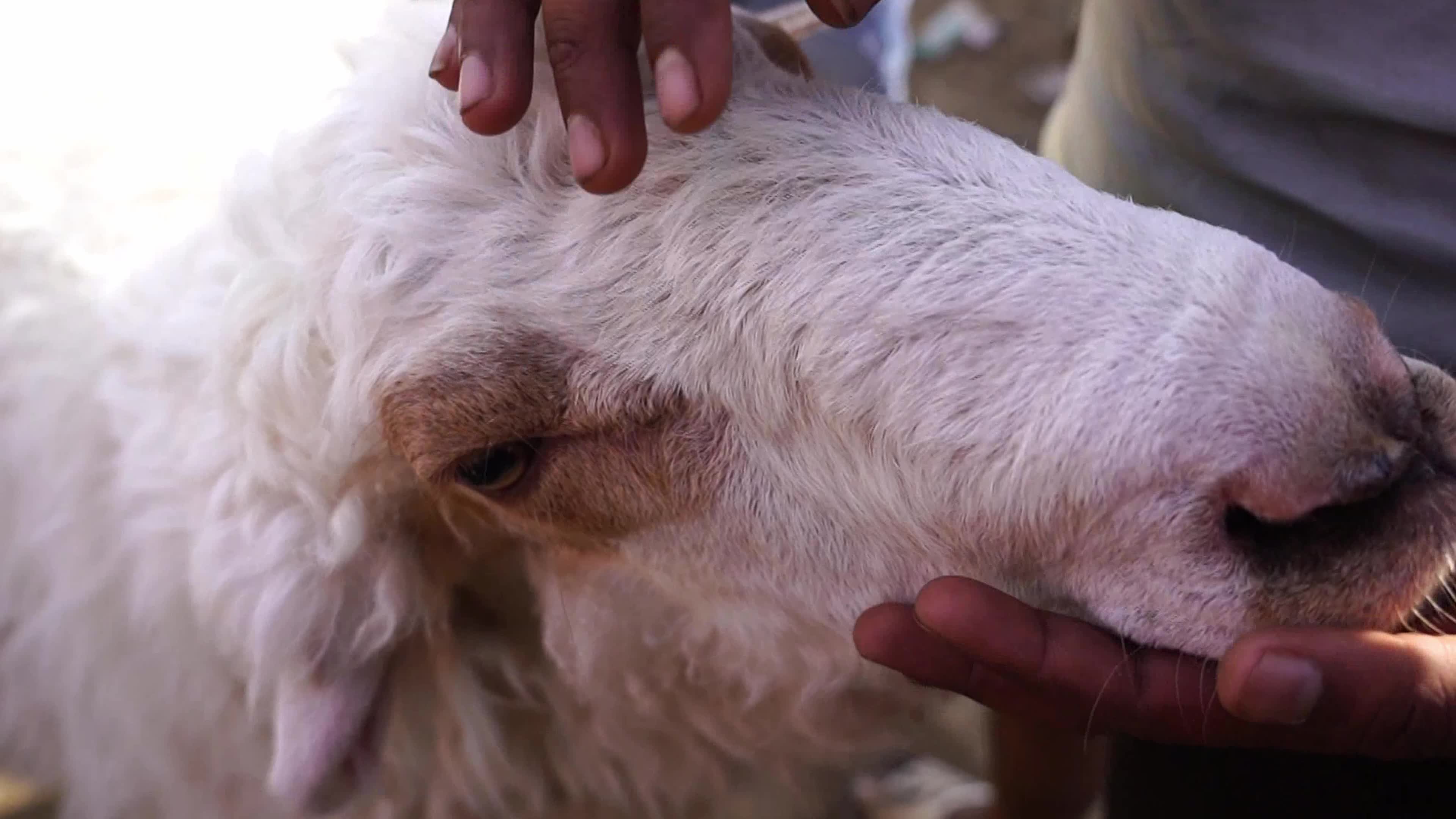 Eid al-Adha India