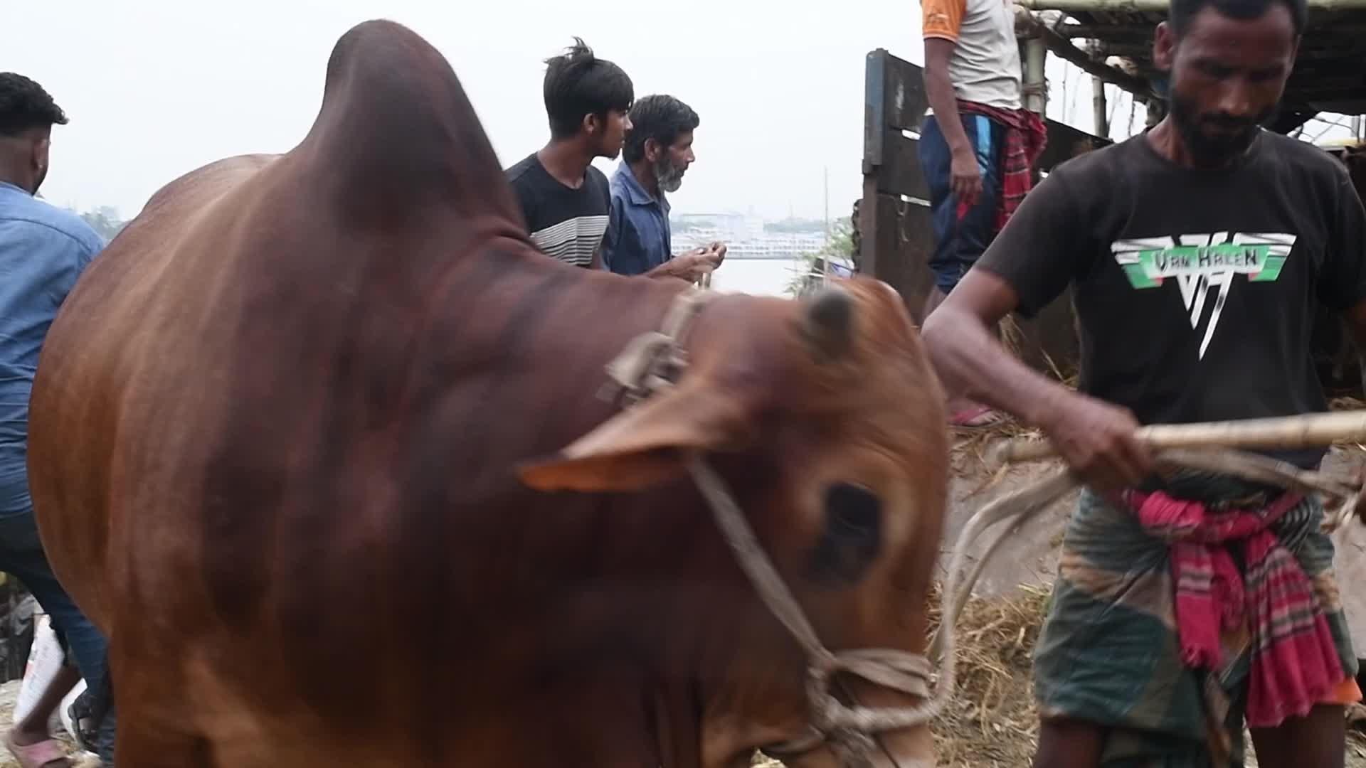Cattle market in Dhaka