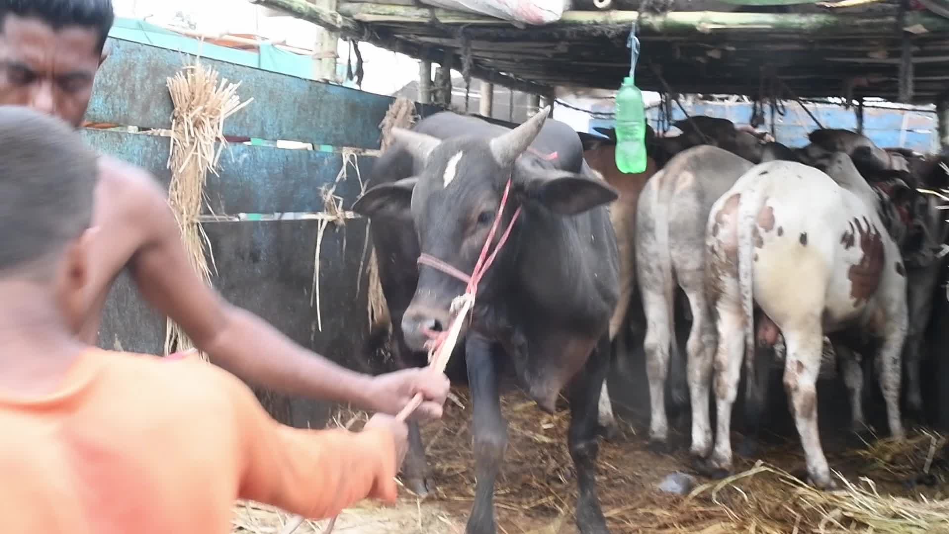 Cattle market in Dhaka
