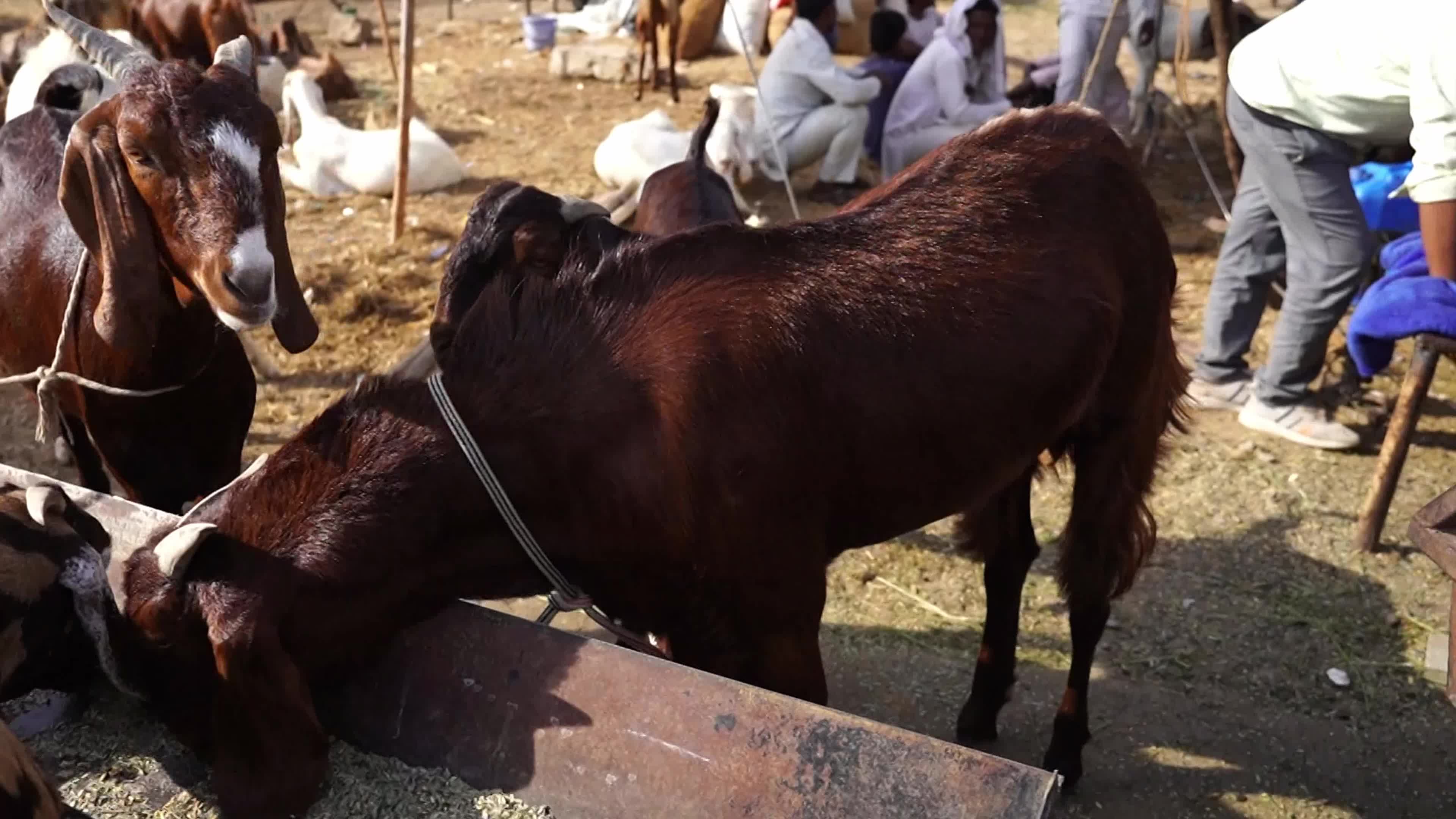 Eid al-Adha India