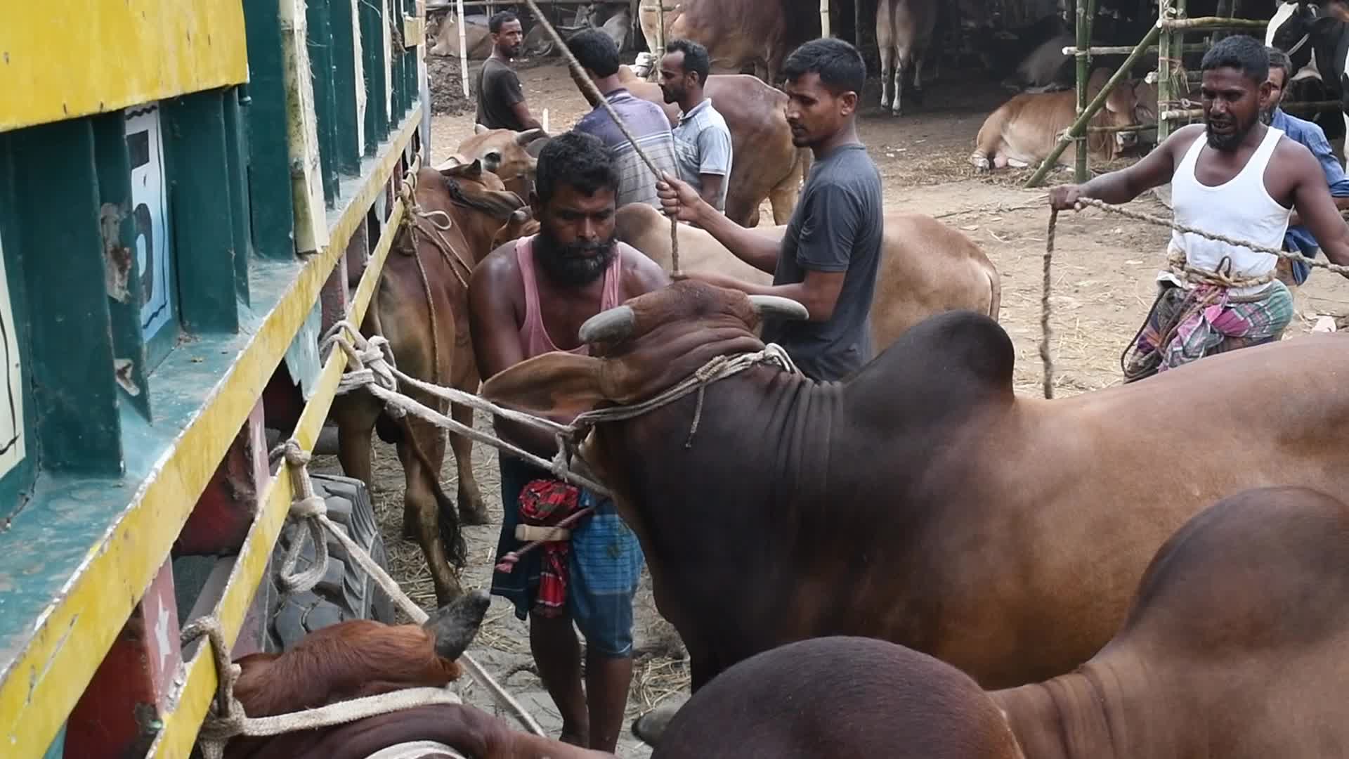Cattle market in Dhaka
