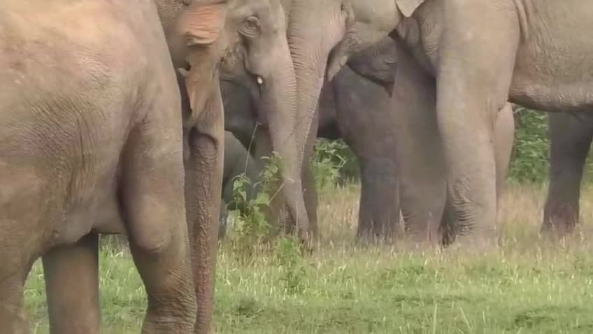 Wild elephants wreak havoc in Assam villages